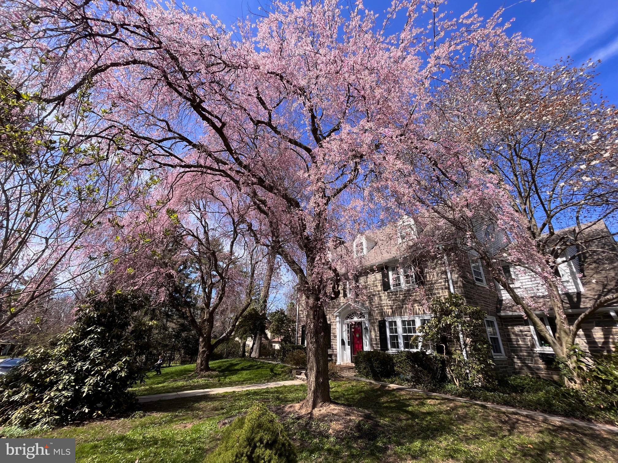 Bright, balanced, and fully updated stately 6 bedroom 4 ½ bath stone colonial positioned on an idyllic .42 parcel on a private north side Haverford Lane, walkable to the train, Haverford Square and only a mile to the expanded shopping and the farmers market of Suburban Square. Spectacular exterior grounds include a spacious patio for entertaining and a flat usable rear yard. Purchased in 2015 the home, while nicely maintained, was in need of an update. The current owners saw to a systematic, 4 level, renovation with the last bathroom completed only a month ago. The classic straight through center Foyer plan opens on the left to the formal Living Room. A wood burning fireplace with black painted brick surround offers crisp contrast to the white painted mantle and honey toned wood floors found throughout 3 levels of the home. Beyond this formal space, through double French doors is the gym, formerly the sunroom room, this space is brightened by wrap around windows with a glass paned door which opens to the flat lawn with views of the gardens and alfresco dining terrace.. The kitchen was a passion project for these owners. Walls dividing what was once the formal Dining Room, Butler’s Pantry and original isolated Kitchen were removed creating one large high functioning and spectacular space! Sparkling white Kitchen with shaker style cabinets pair beautifully with dark soapstone counters and a sea-glass backsplash. Easy prep and entertaining with stainless steel appliances including 5 burner gas cooking, French door refrigerator and stainless farm sink which form the perimeter around a spectacular sweeping seated island. Cabinets from the original Butler’s pantry were refurbished, now providing excellent display storage over-top of the beverage chiller, coffee, and wet bars. What was once the formal dining room is now a large welcoming dining space, completely open to the kitchen, highlighted with designer lighting and three exposures of light.
Ascend the front stair to the large Primary Suite. A chic, en-suite bath features ceramic “wood plank” radiantly heated floors, large spa-styled shower with seamless glass enclosure,two shower heads and separate water closet with shelved and hook storage. The walk-in closet with window provides for generous hanging as well as folded clothing storage. A second level foyer with linen closet, connects two additional bedrooms. one with a private bath with beautiful shower and the other with a jack and Jill bath with shower/tub, wash-stand height double vanity. This spacious bath serves the guest room as well and is positioned off the rear stair. All family or guest rooms have ample walk-in or reach in closets
The Third story offers two large bedrooms with charming dormered ceilings and share a stunning hall bath with lacquered navy vanity, white herringboned tile shower and heated floors.
No level was left untouched. The lower level of the home accessed from the kitchen/mudroom or by Bilco doors, has been styled with dark gray painted ceiling and polished concrete floors. A full-sized laundry and shelved closets offer expanded everyday storage. The recreational and Television area occupy the central portion of the lower level and an update ½ bath make for a fully finished space. Additional highlights include a separate work space / mechanical room and French drain on high side of house, with a sump with battery backup.
Extensive updates and renovations, unrivaled location, beautifully selected interior finishes.