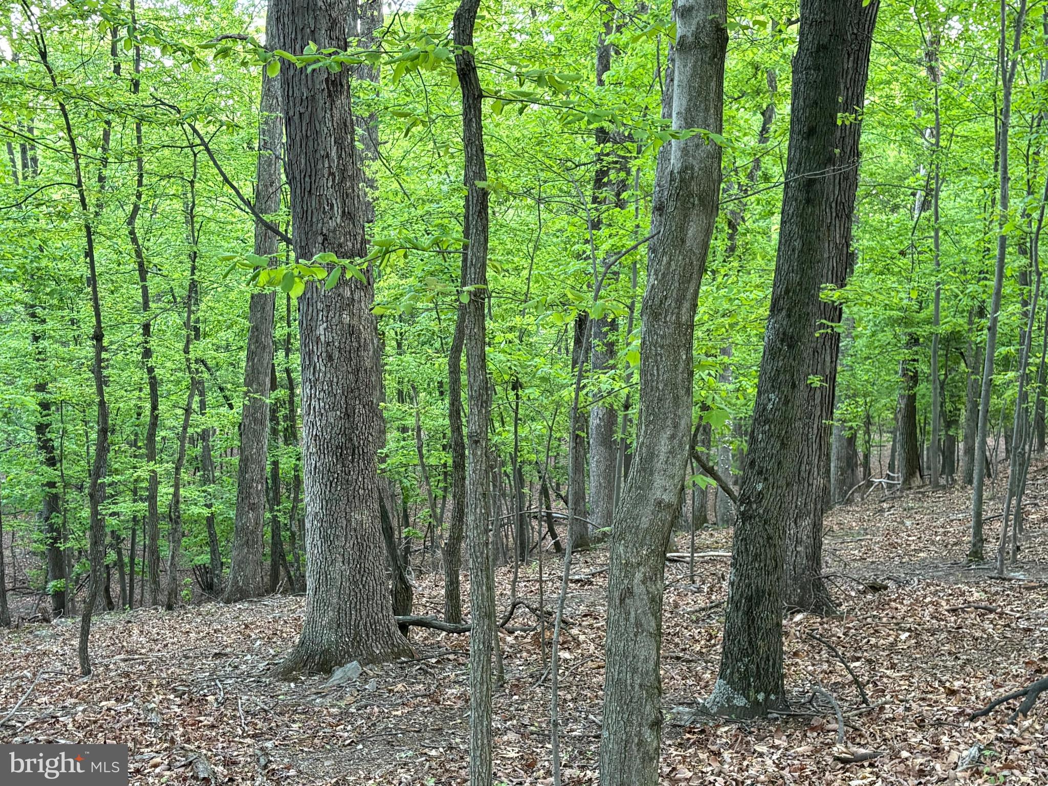 CRESCENT ORCHARDS - Land