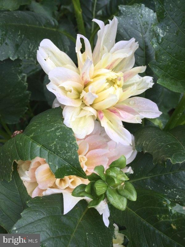 CAMELOT - Residential