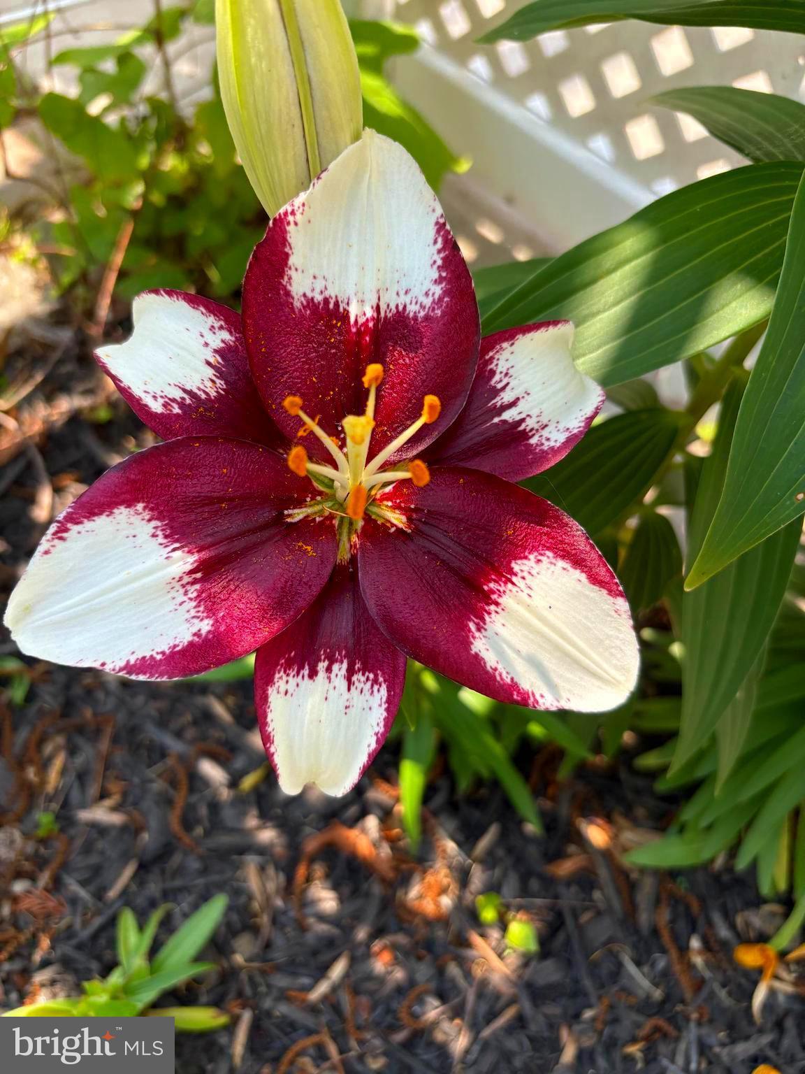 BAUERNSCHMIDT MANOR - Residential