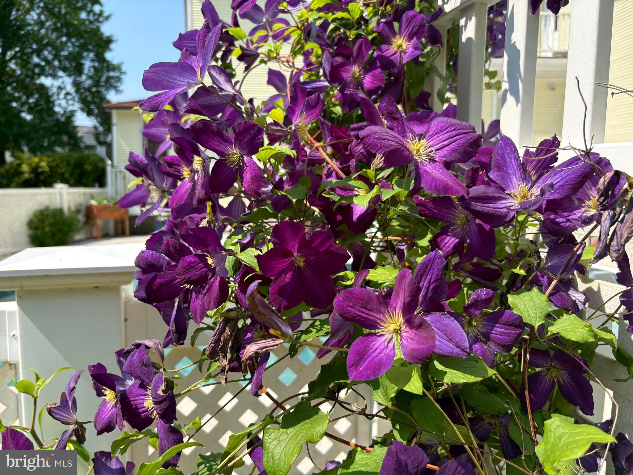 BAUERNSCHMIDT MANOR - Residential