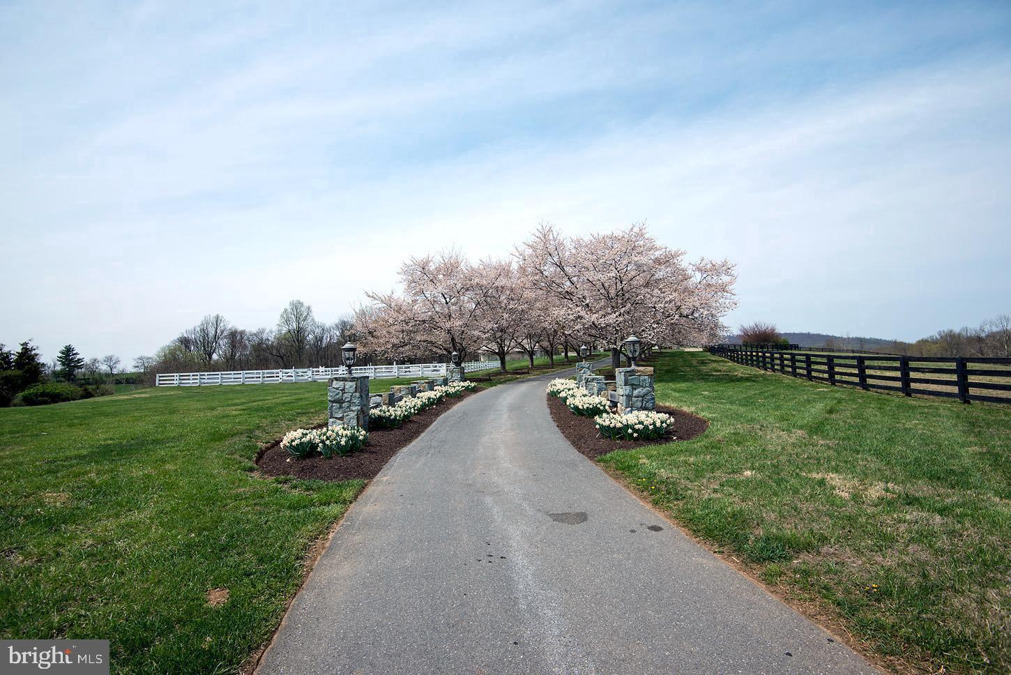 COMUS SUGARLOAF - Farm