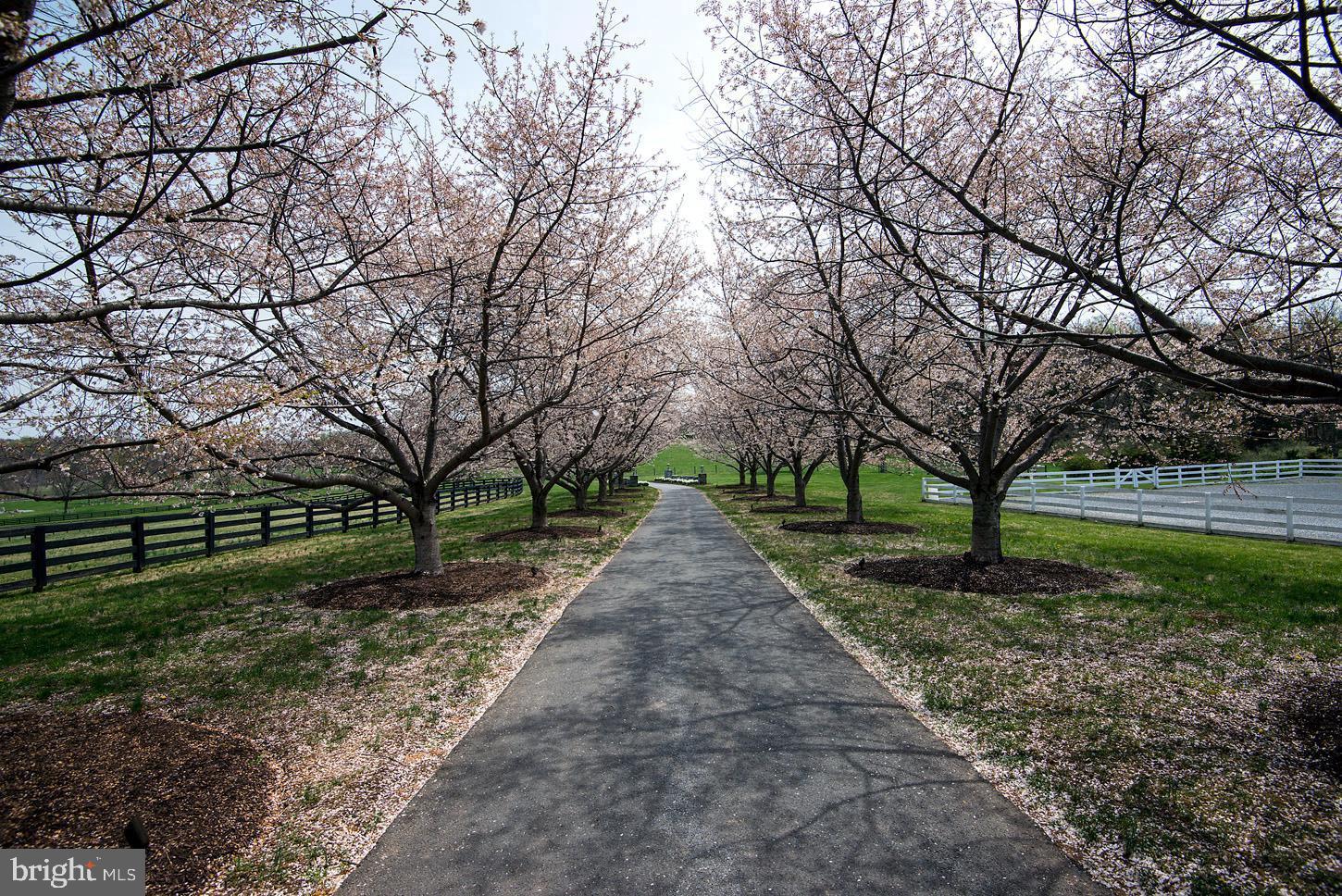 COMUS SUGARLOAF - Farm