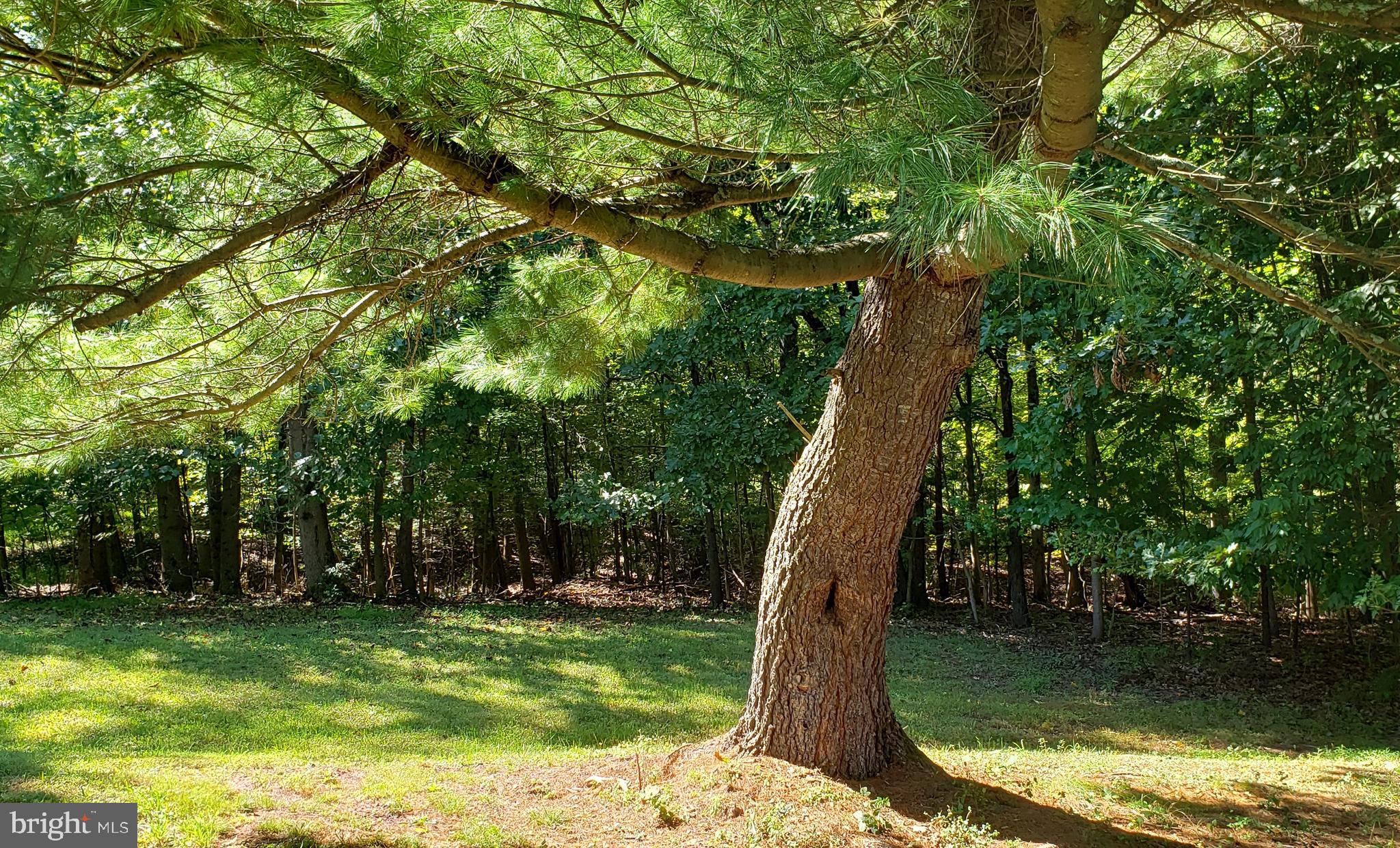 CHESTNUT GROVE - Land