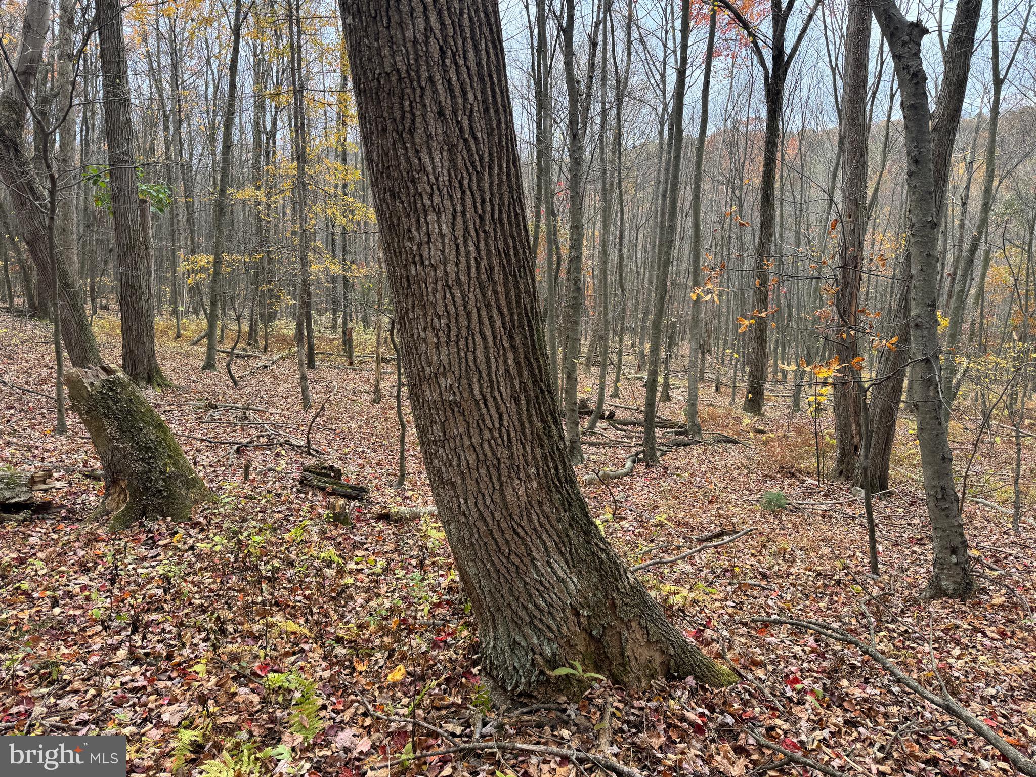 TRACT 1: 65+/- ACRES COLES VALLEY RD