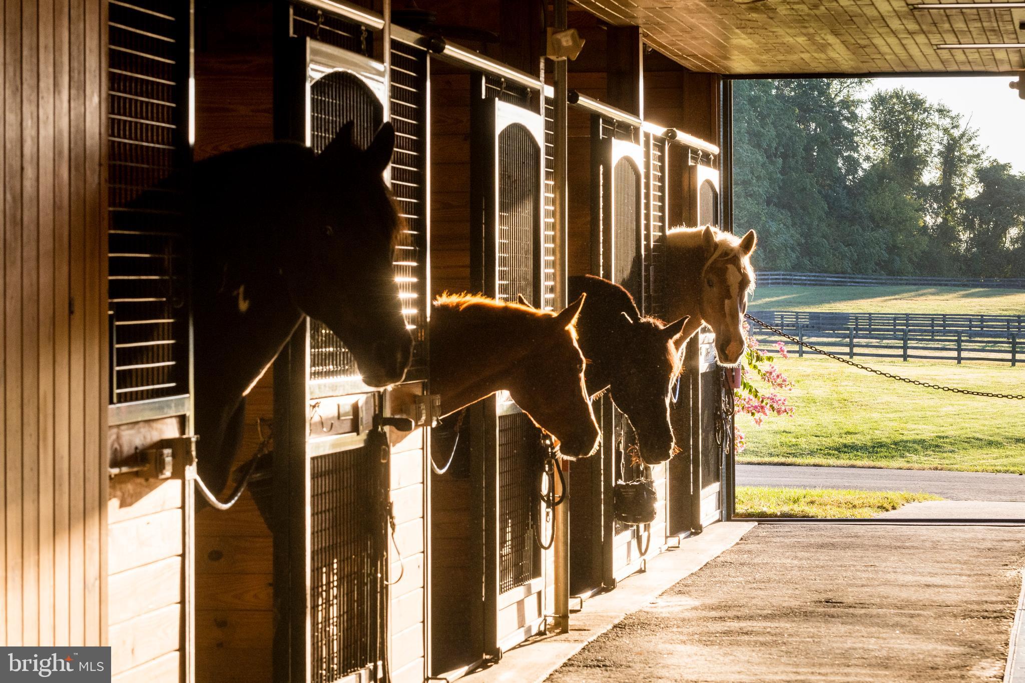 RESIDENCES AT SALAMANDER - Residential