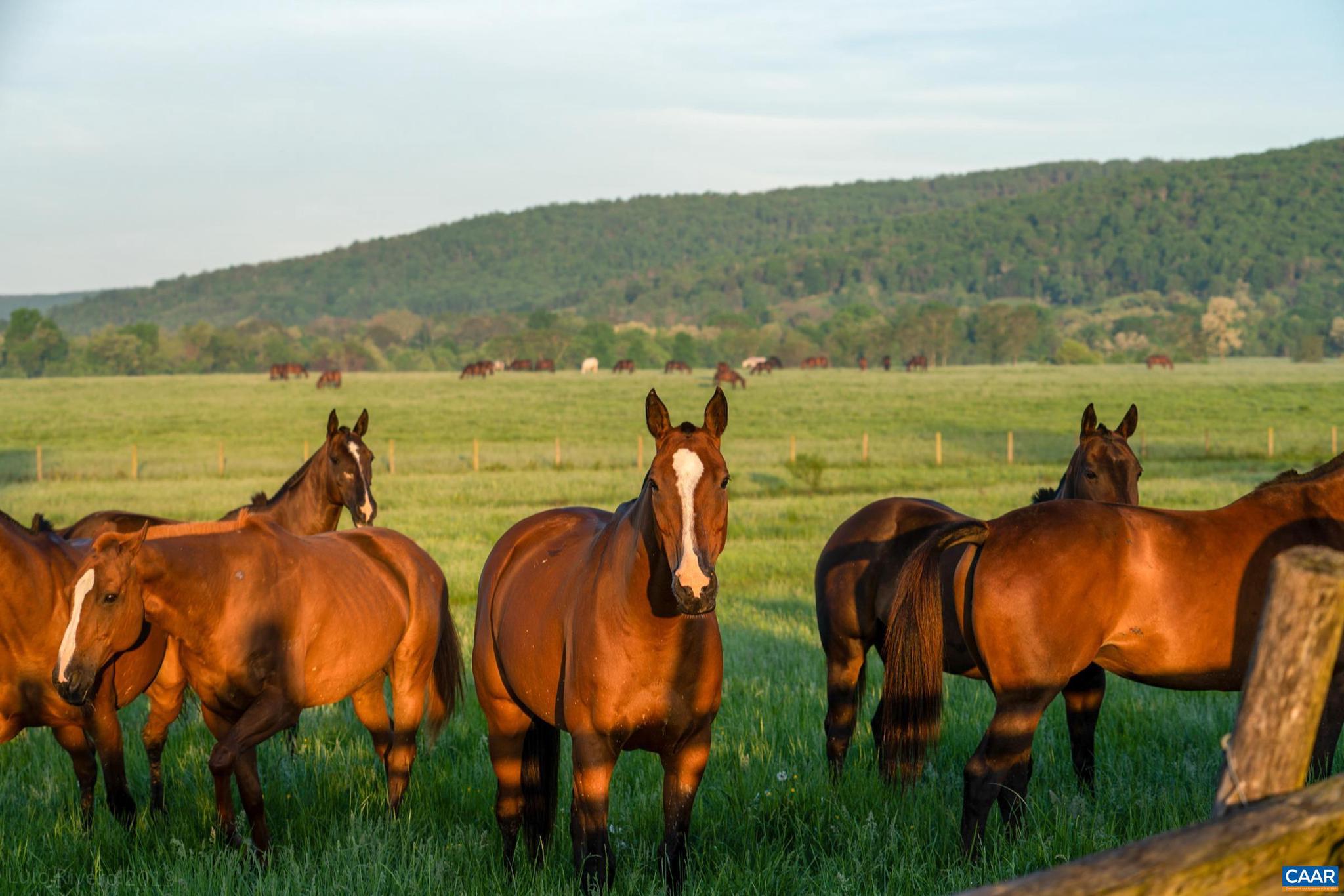 NONE AVAILABLE - Farm