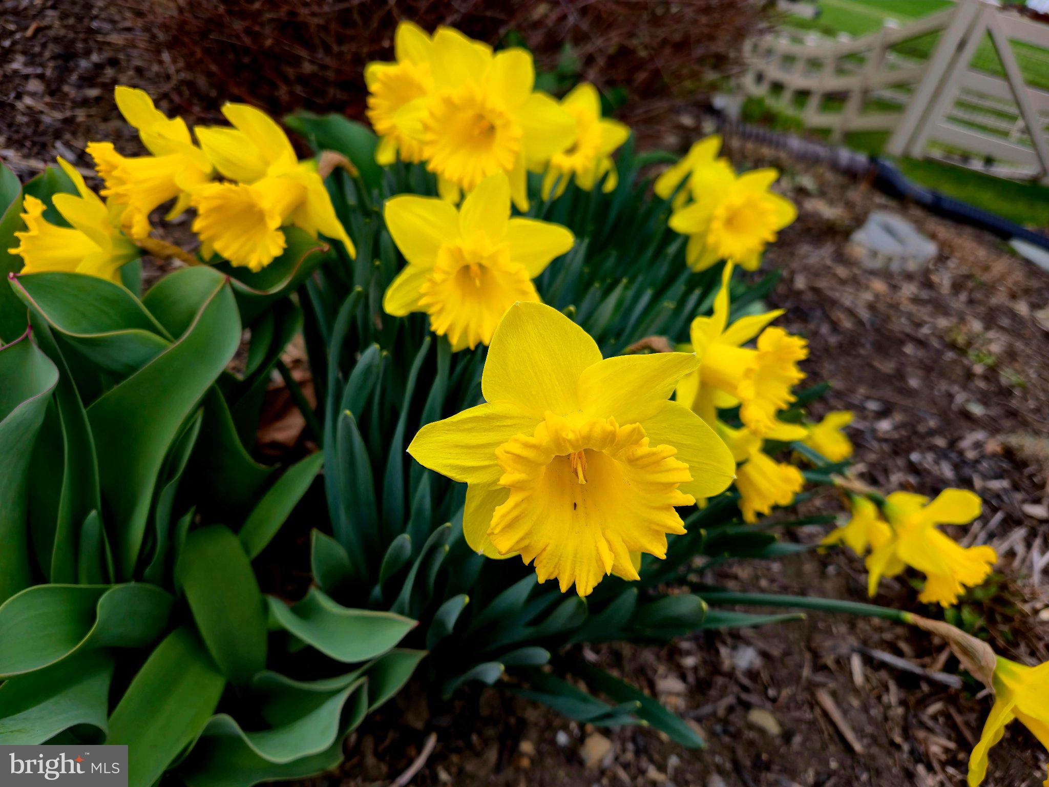 CHELTENHAM - Residential