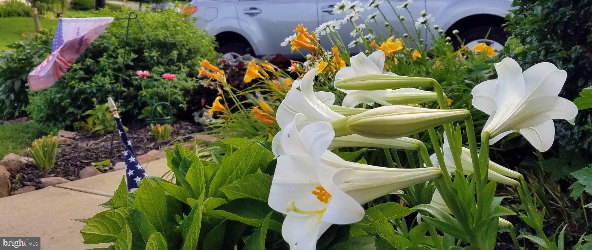 CHELTENHAM - Residential