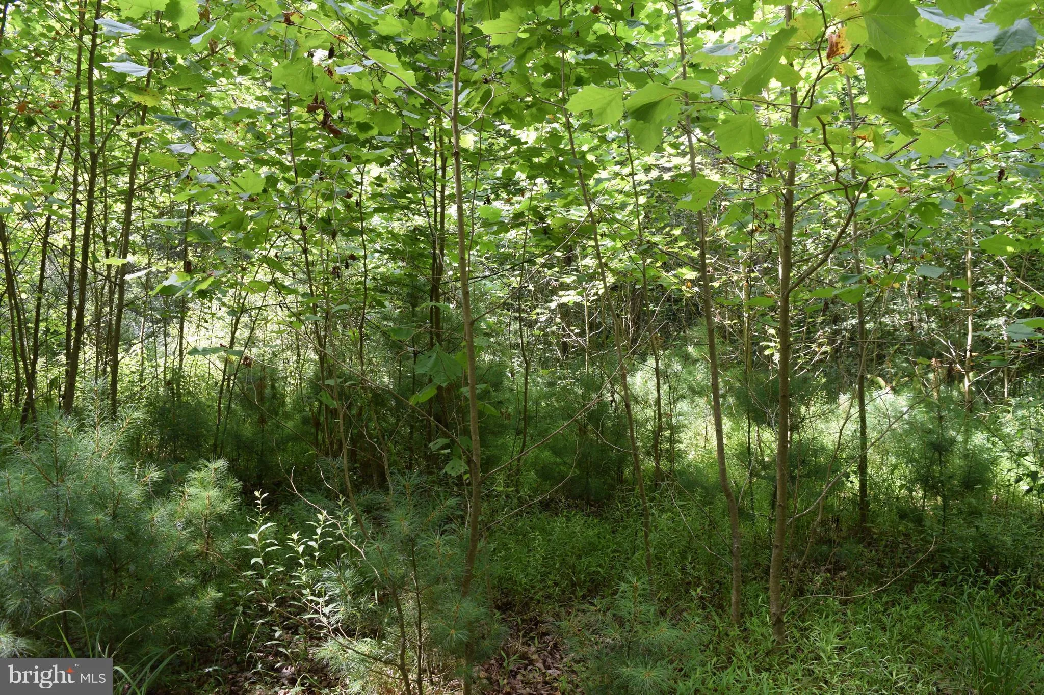 Additional image 2 of Grover Smith, Baker, WV 26801