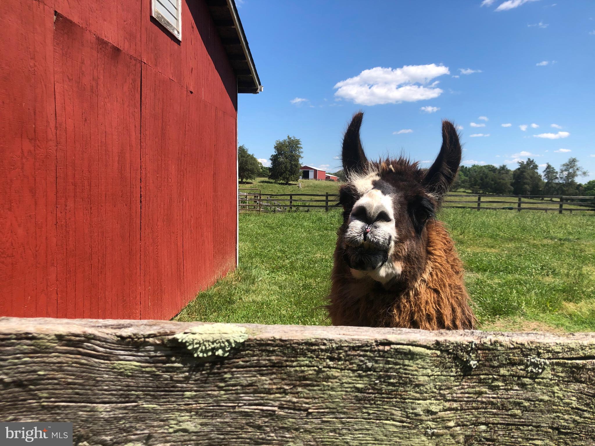 NONE AVAILABLE - Farm