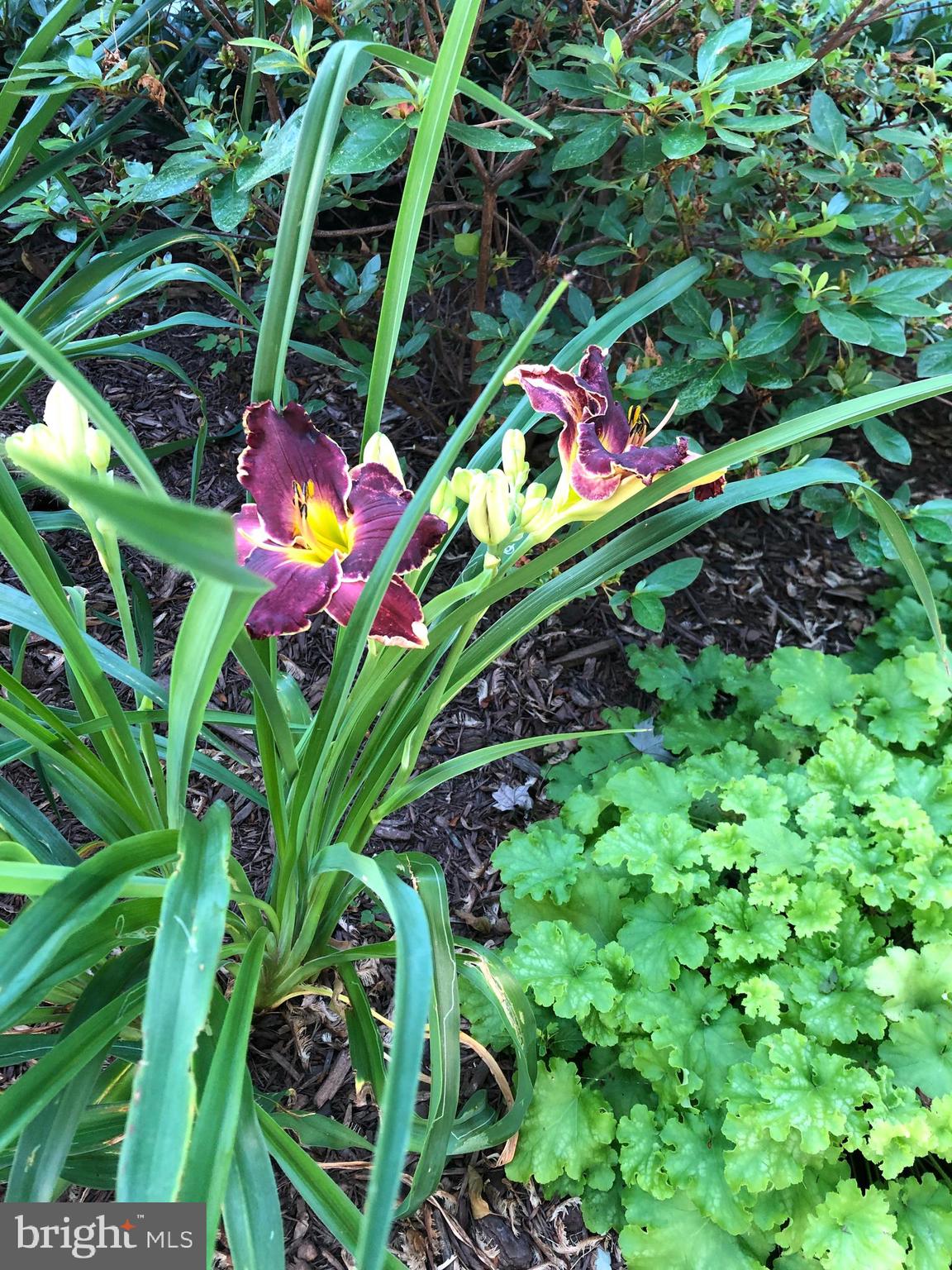 GARDNER MEADOWS - Residential