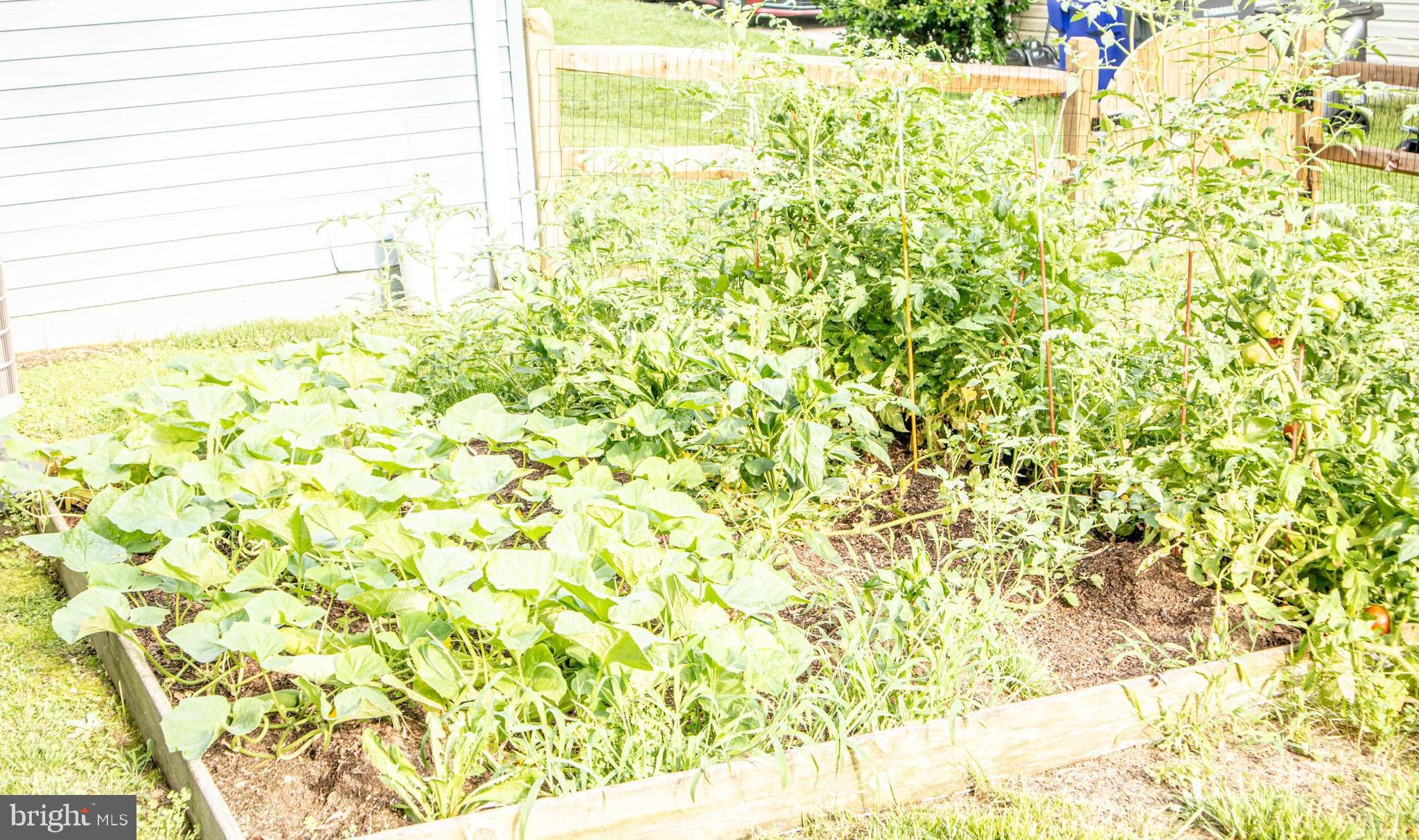 DORCHESTER - Residential