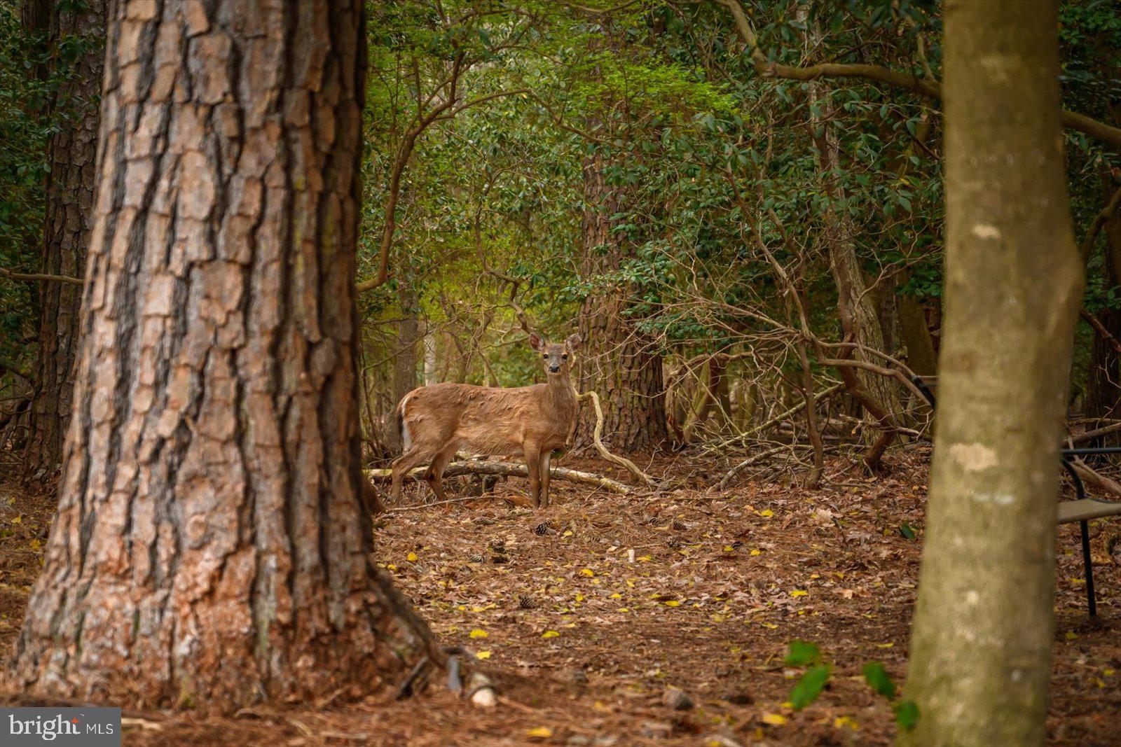 GLEN RIDDLE - Residential