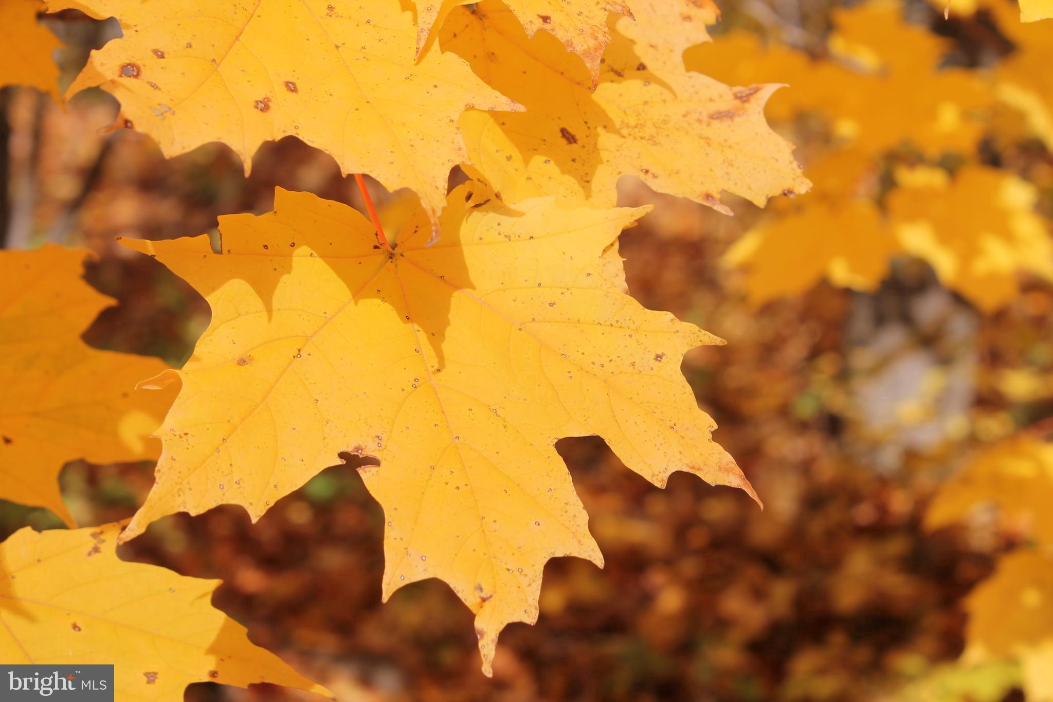 LOT C AUBURN MILL ROAD