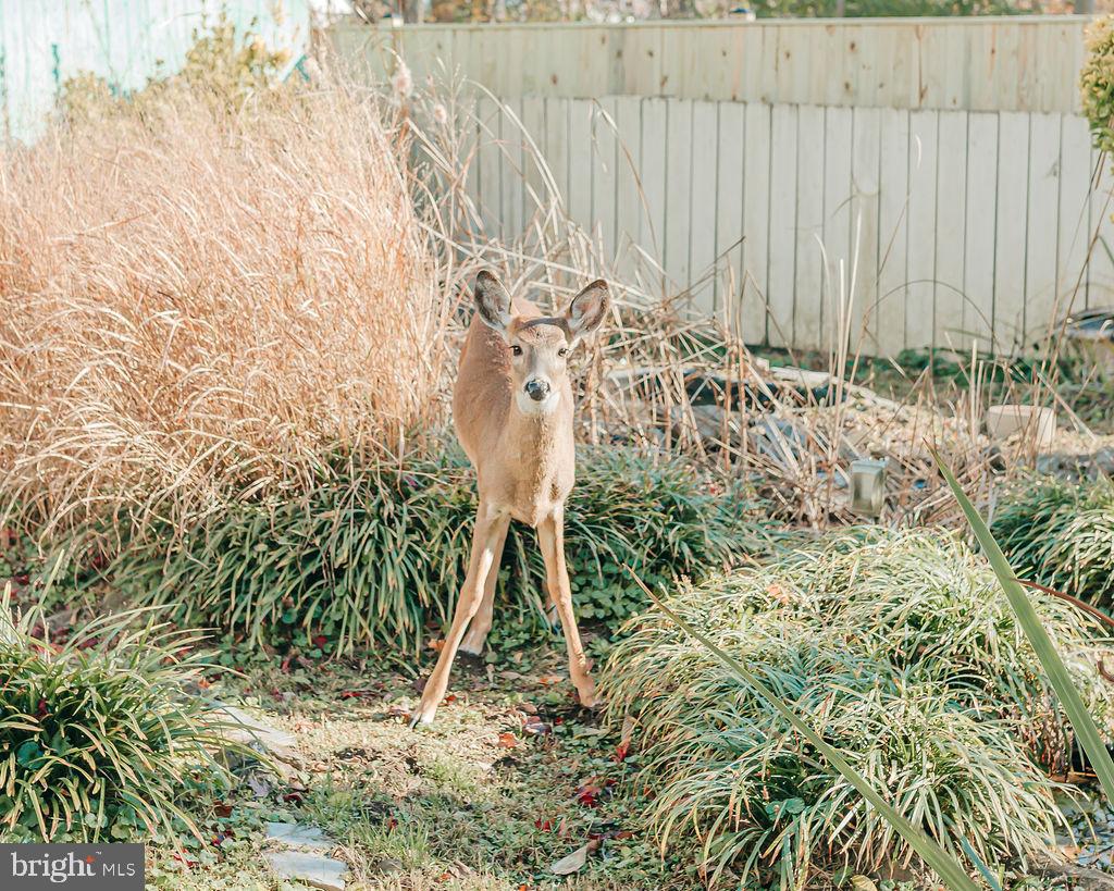 SHEPHERDSTOWN CORPORATION - Residential