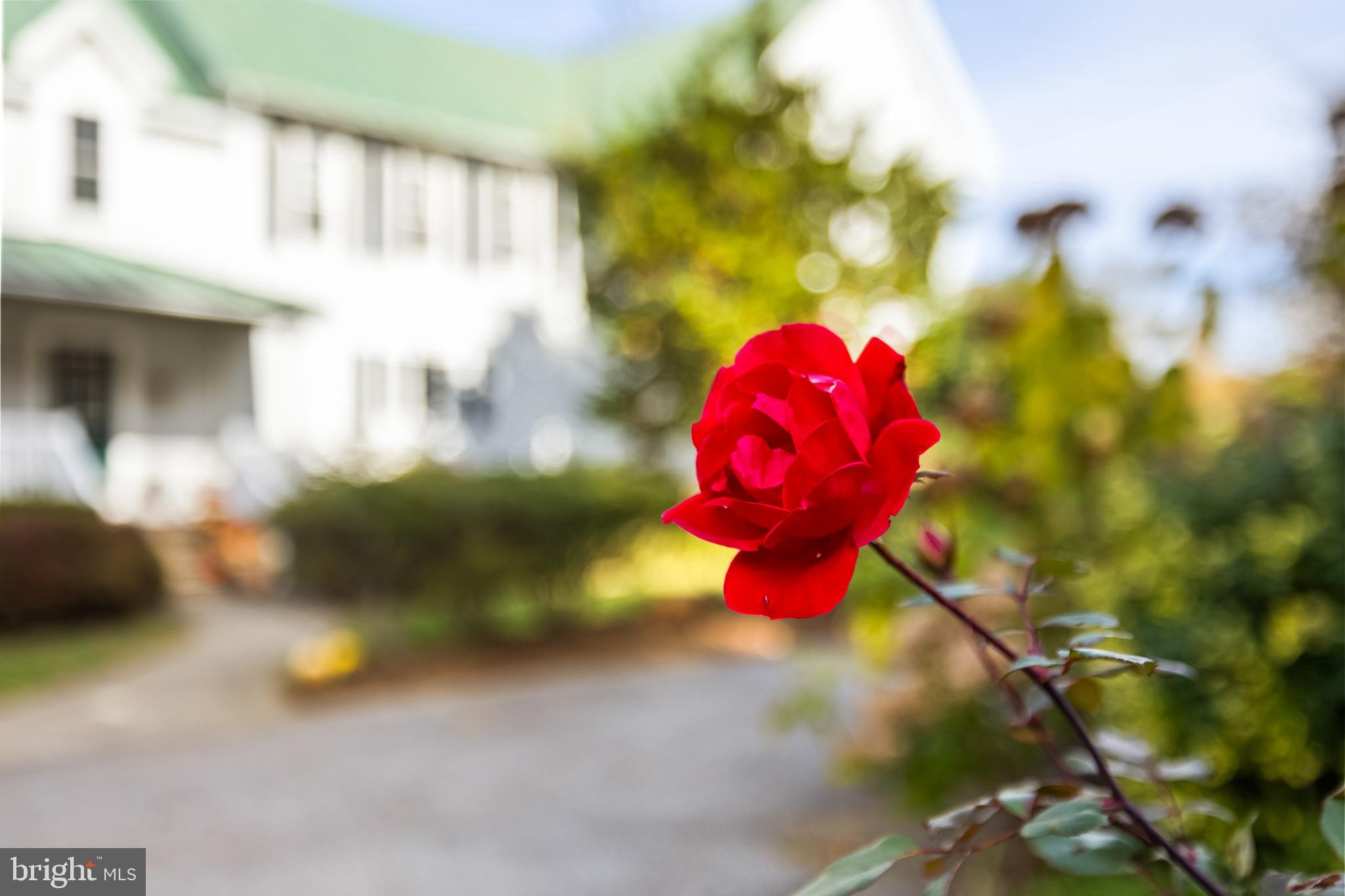 WHITE HALL - Residential