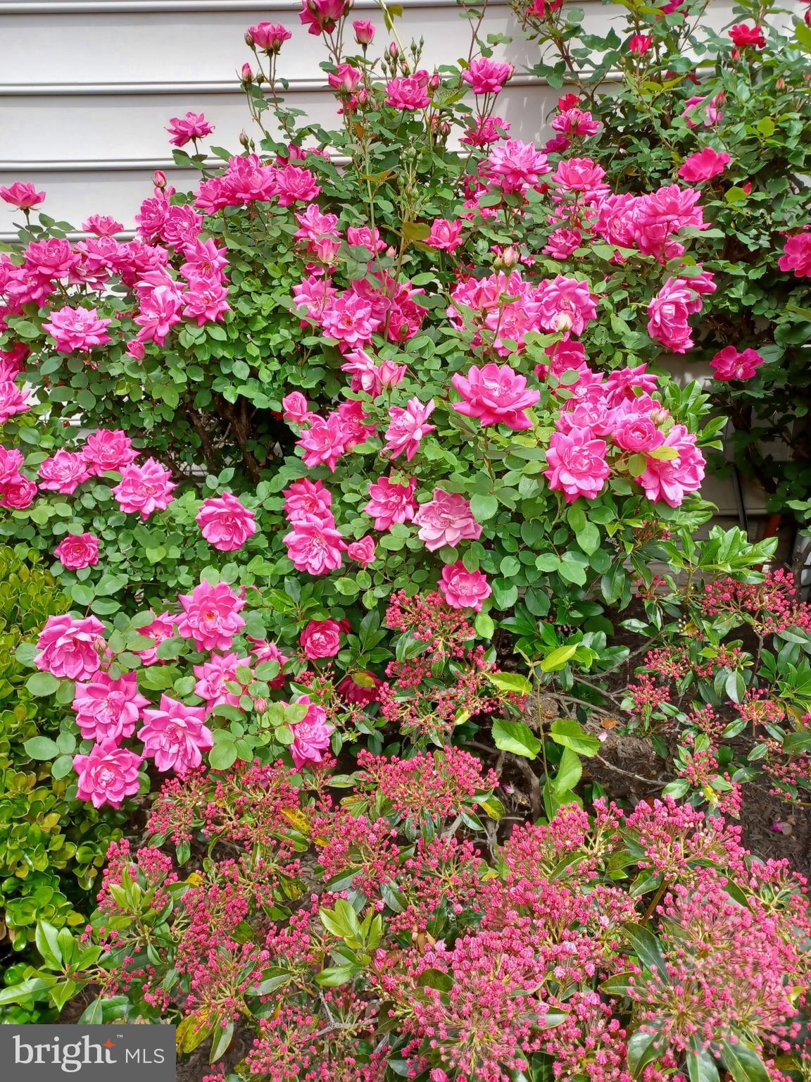 12096 MAIDENHAIR DRIVE