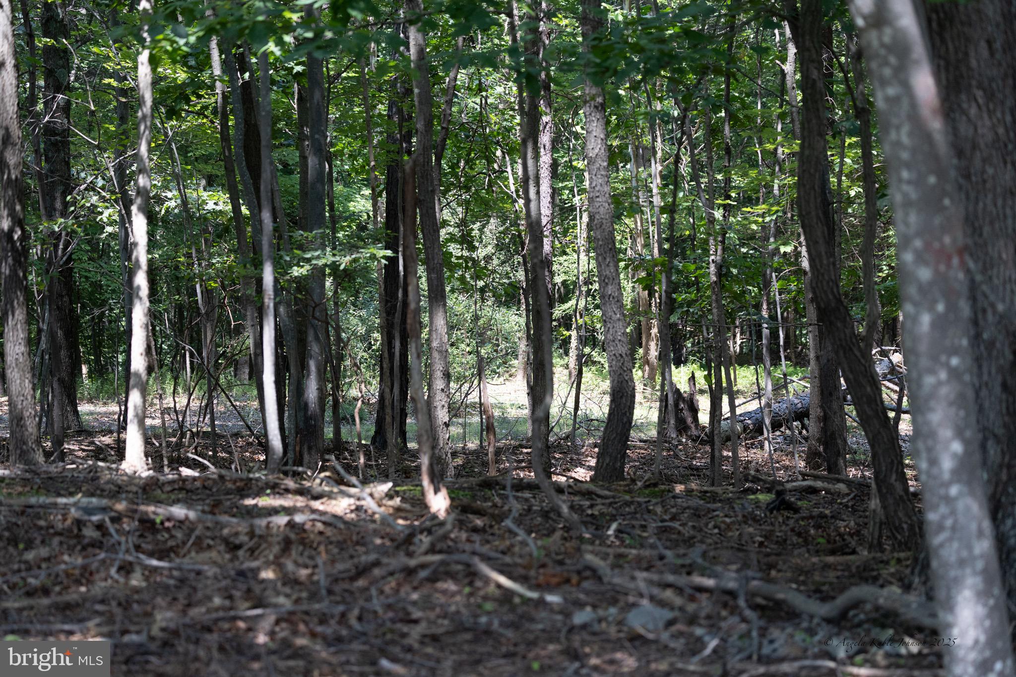 Lot 54 TEARDROP TRAIL