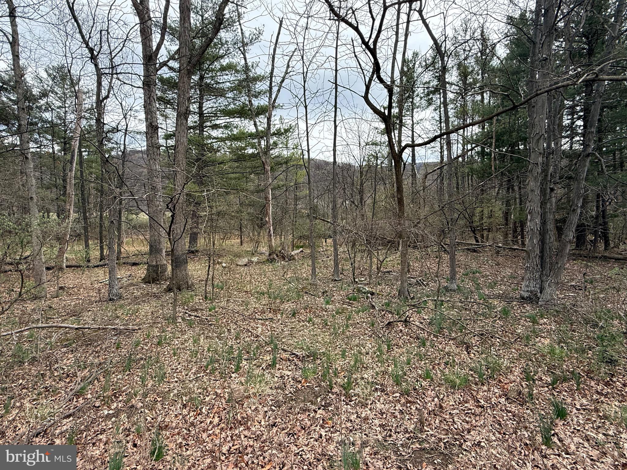 WATERFRONT/ROAD FRONT. LEVEL TO GENTLY SLOPED. FULLY WOODED. UNDERGROUND ELECTRIC. PUBLIC WATER