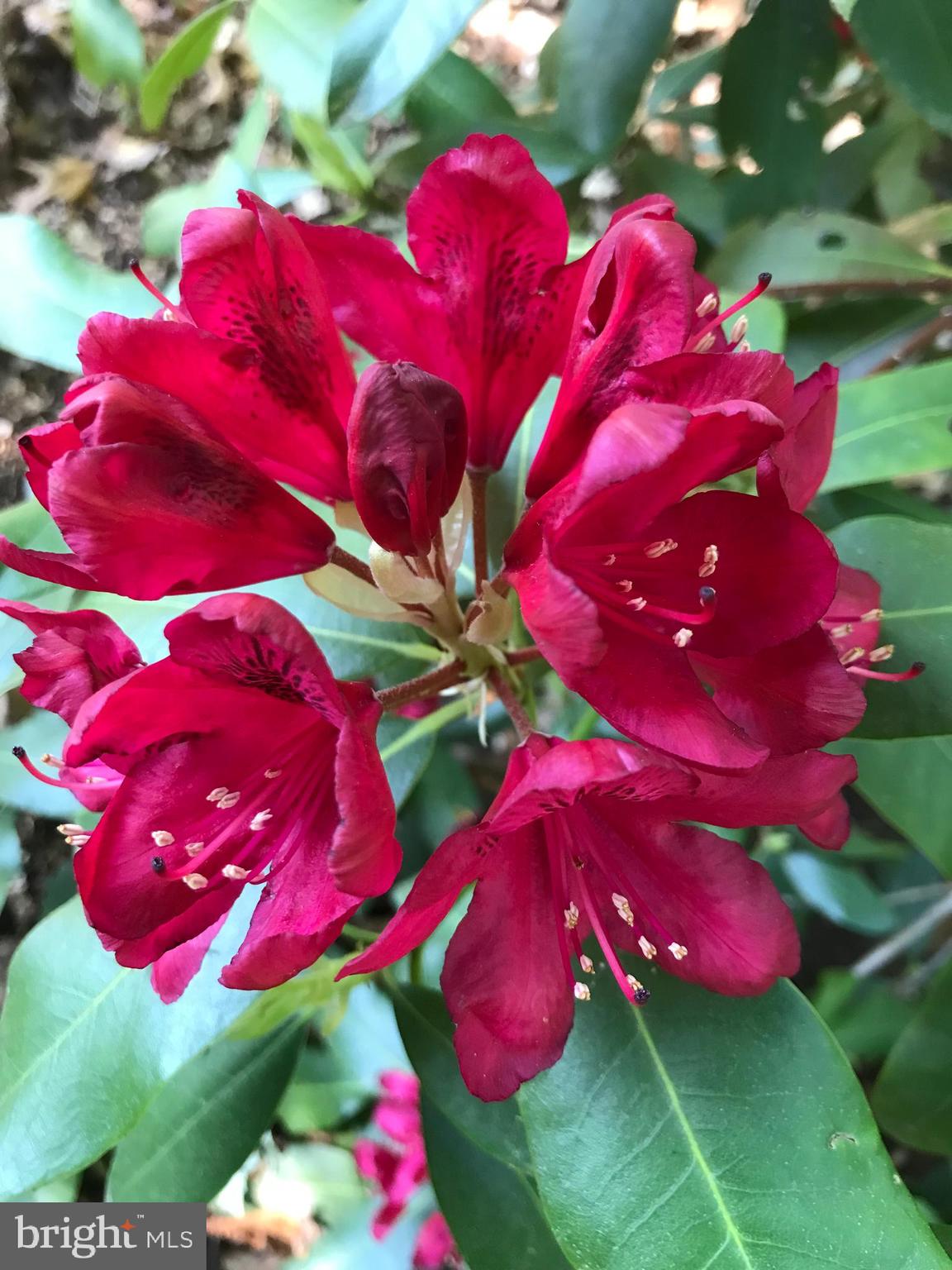 DELIGHT MEADOWS - Residential