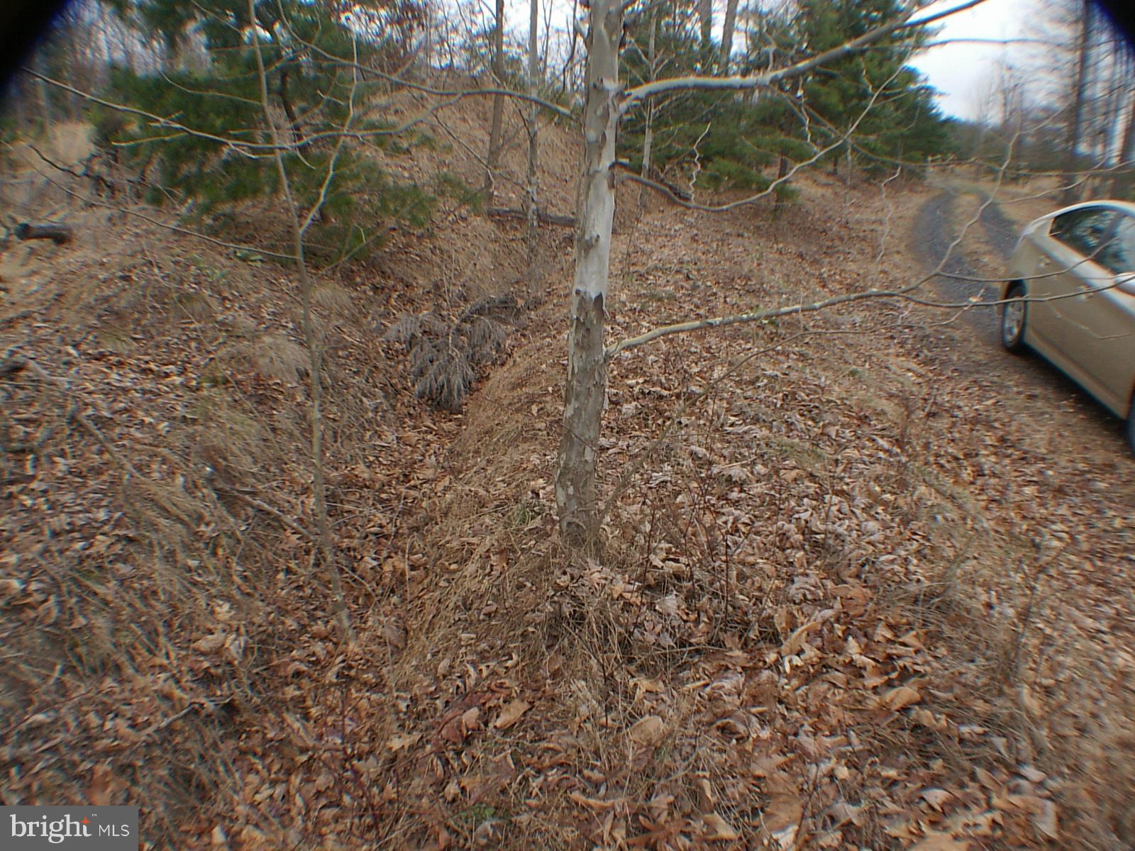 MELISSA ANN'S CHRISTMAS TREE MOUNTAIN - Land