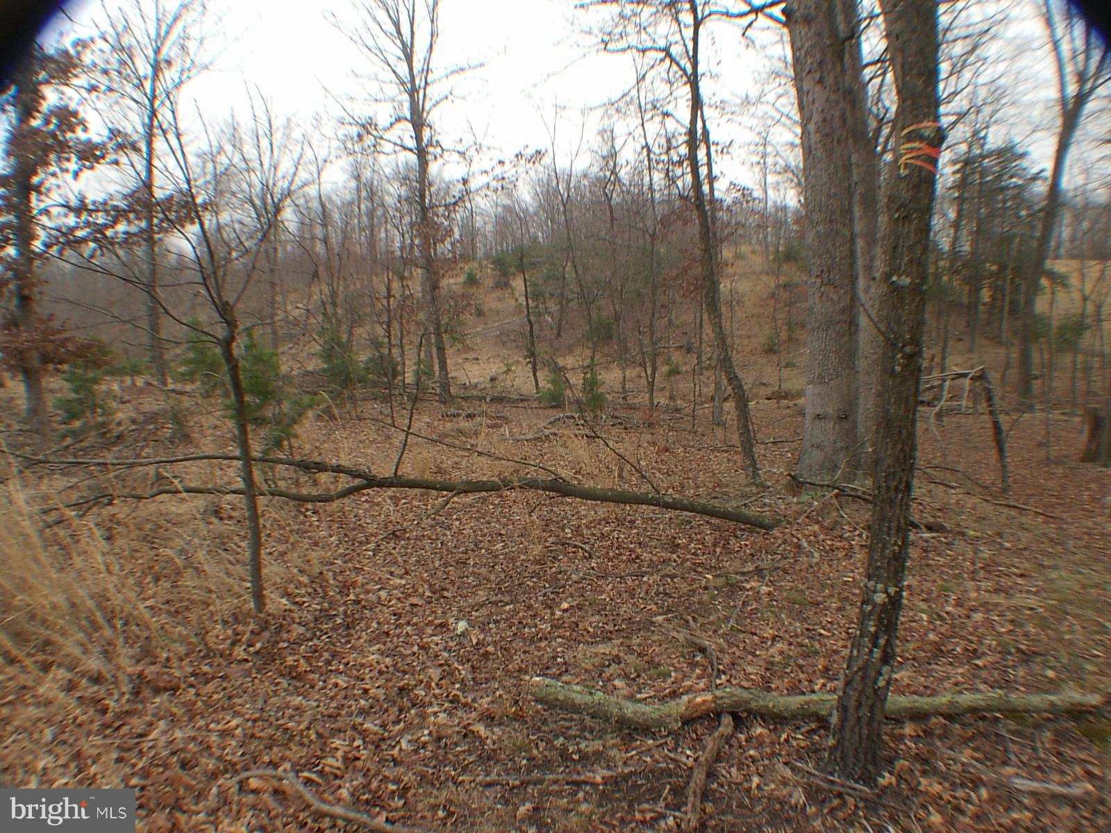 MELISSA ANN'S CHRISTMAS TREE MOUNTAIN - Land