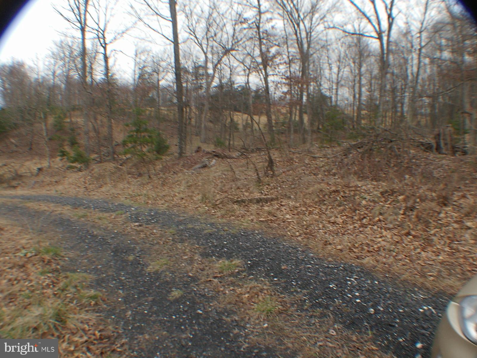 MELISSA ANN'S CHRISTMAS TREE MOUNTAIN - Land