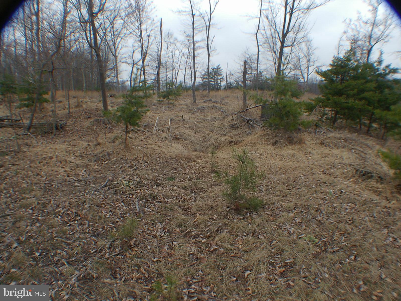 MELISSA ANN'S CHRISTMAS TREE MOUNTAIN - Land