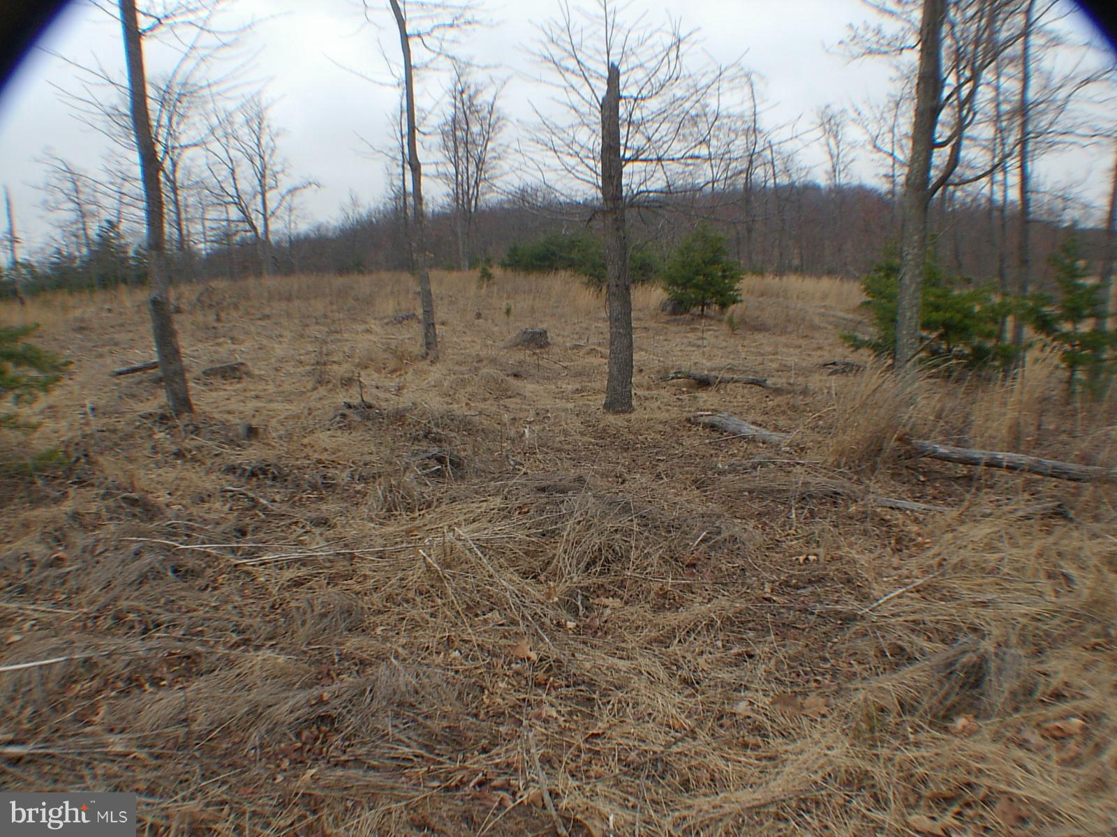 MELISSA ANN'S CHRISTMAS TREE MOUNTAIN - Land