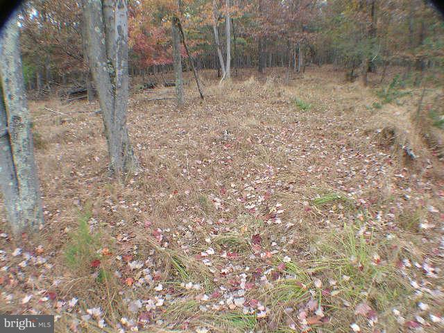 MELISSA ANN'S CHRISTMAS TREE MOUNTAIN - Land