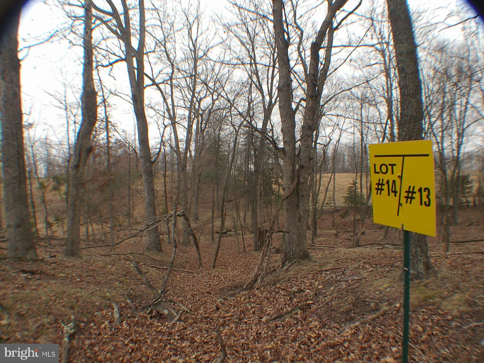 MELISSA ANN'S CHRISTMAS TREE MOUNTAIN - Land