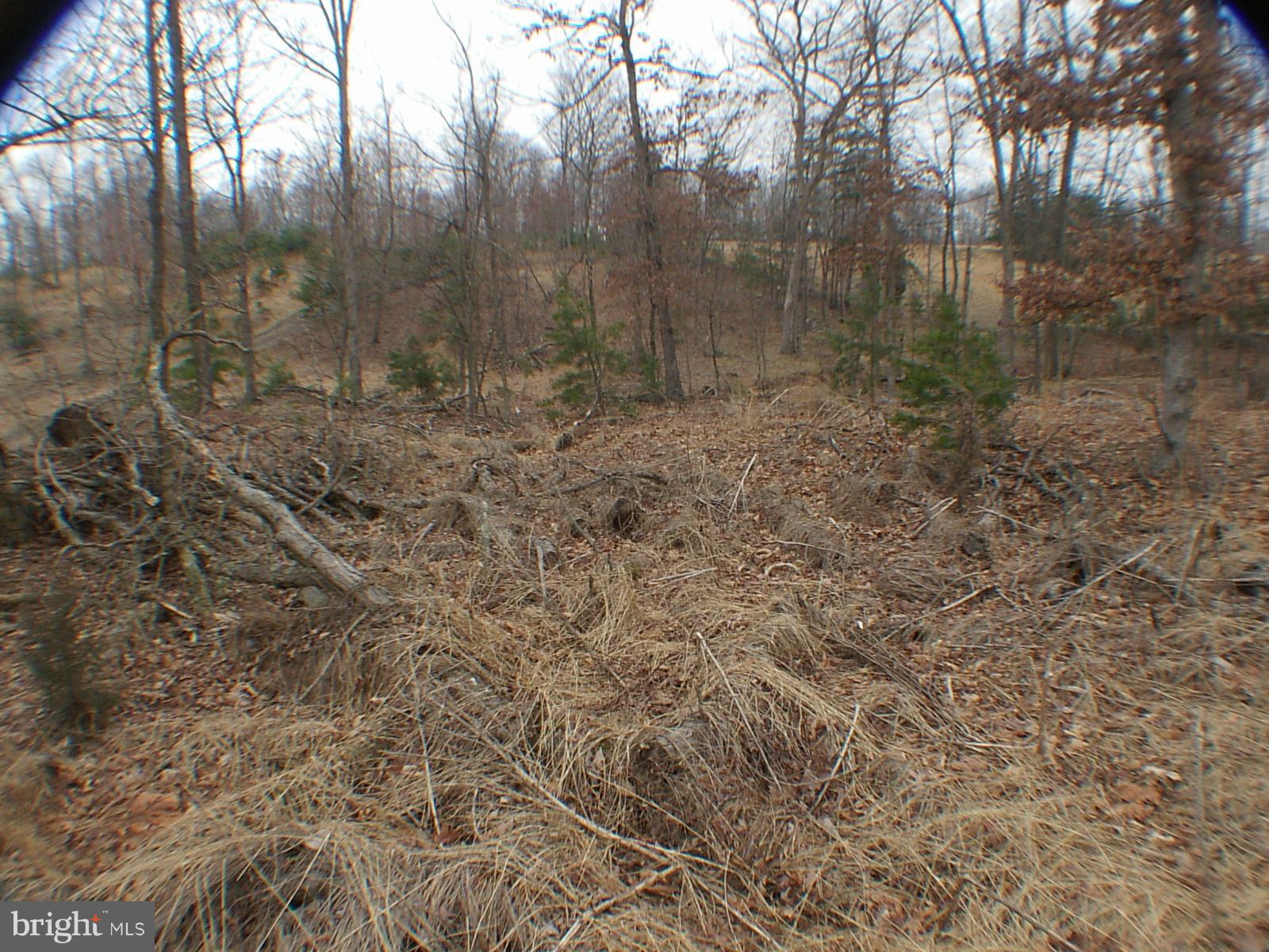 MELISSA ANN'S CHRISTMAS TREE MOUNTAIN - Land