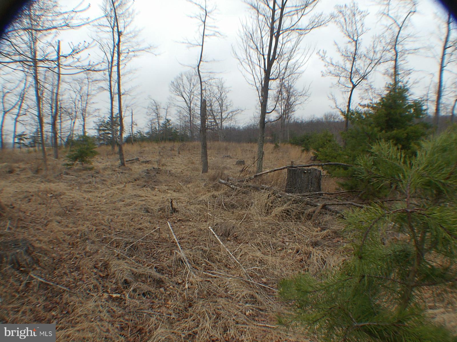 MELISSA ANN'S CHRISTMAS TREE MOUNTAIN - Land