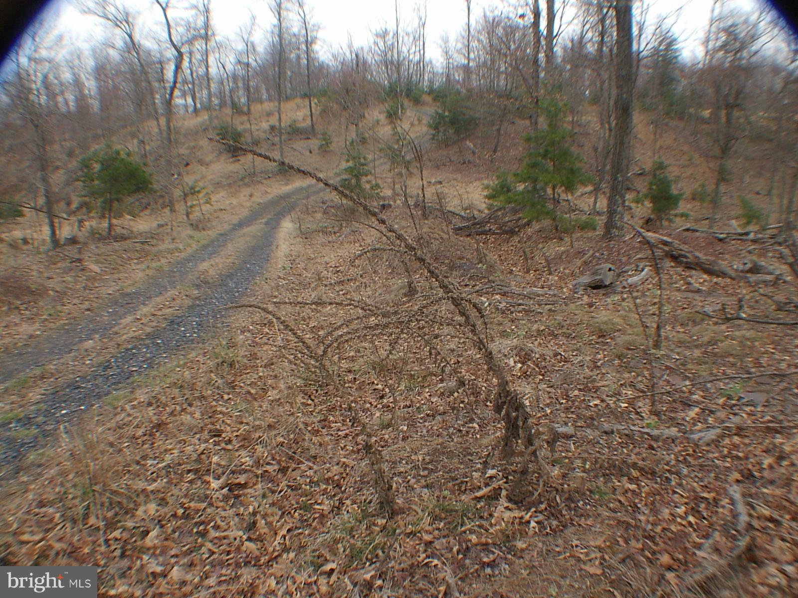 MELISSA ANN'S CHRISTMAS TREE MOUNTAIN - Land