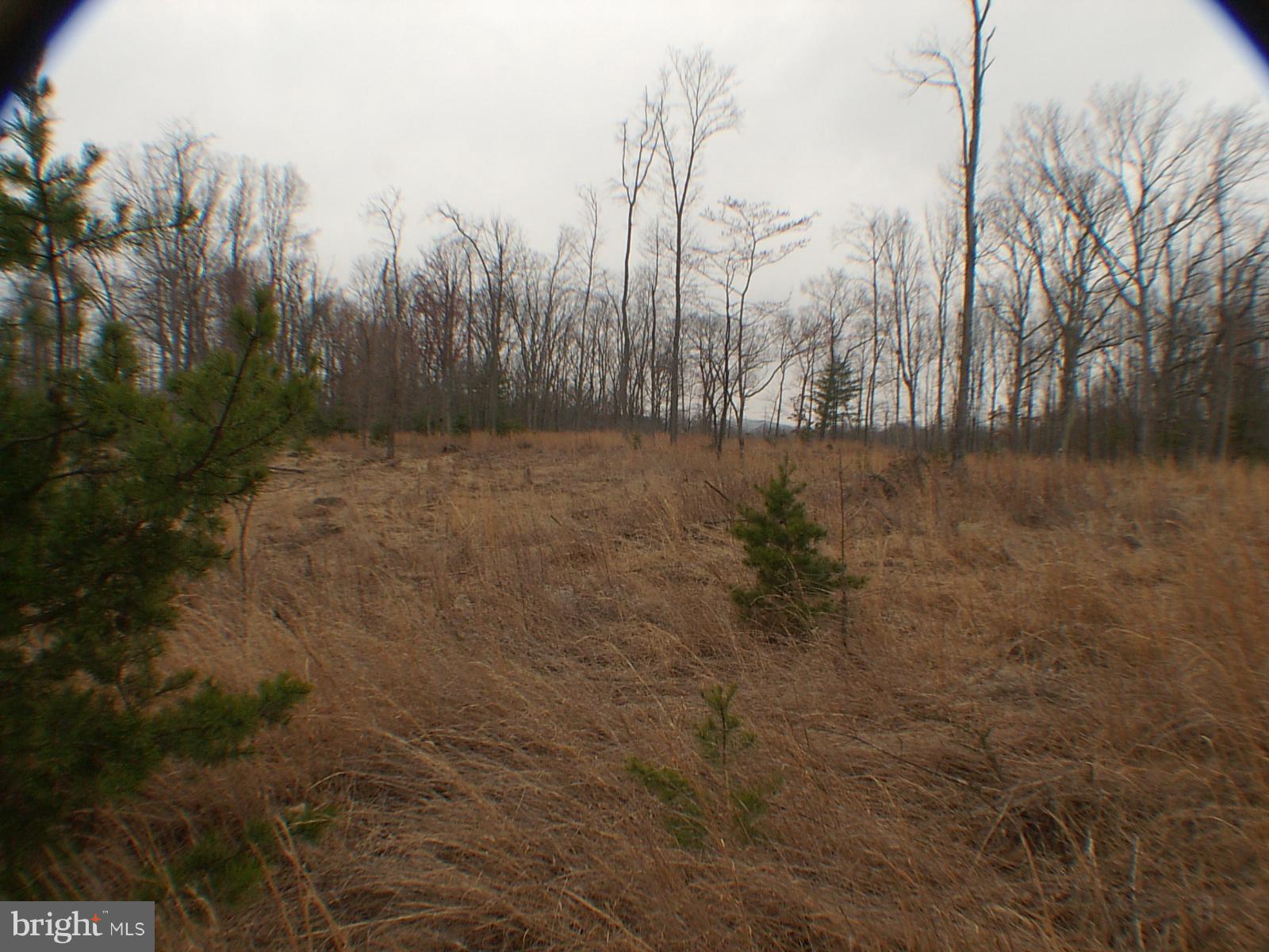 MELISSA ANN'S CHRISTMAS TREE MOUNTAIN - Land