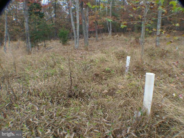 MELISSA ANN'S CHRISTMAS TREE MOUNTAIN - Land