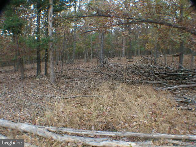 MELISSA ANN'S CHRISTMAS TREE MOUNTAIN - Land