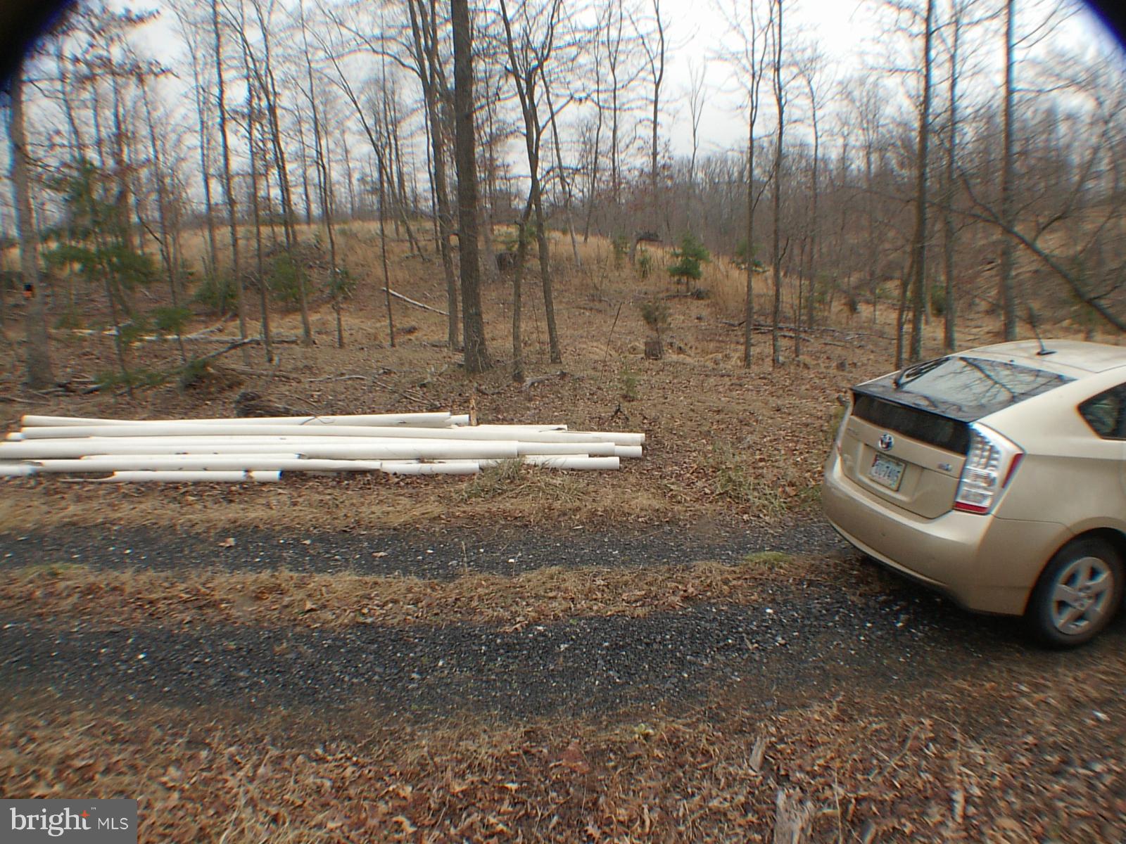 MELISSA ANN'S CHRISTMAS TREE MOUNTAIN - Land