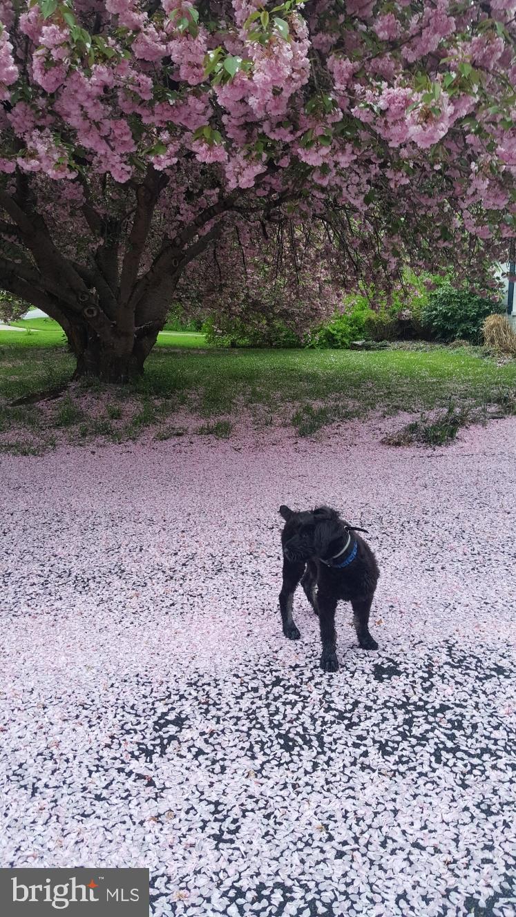 GAMBRILL SOUTH - Residential