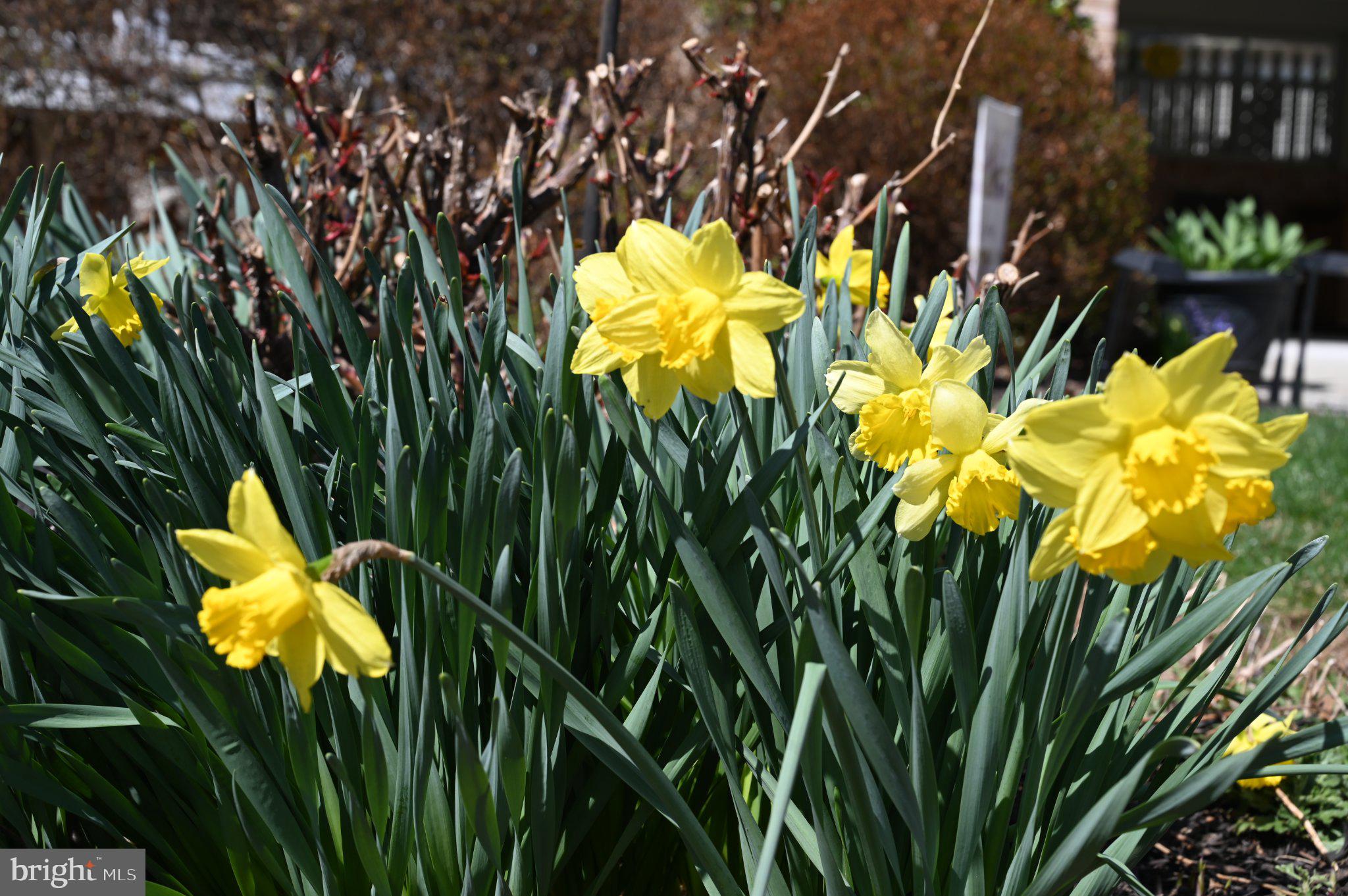 ANNANDALE WOODS - Residential