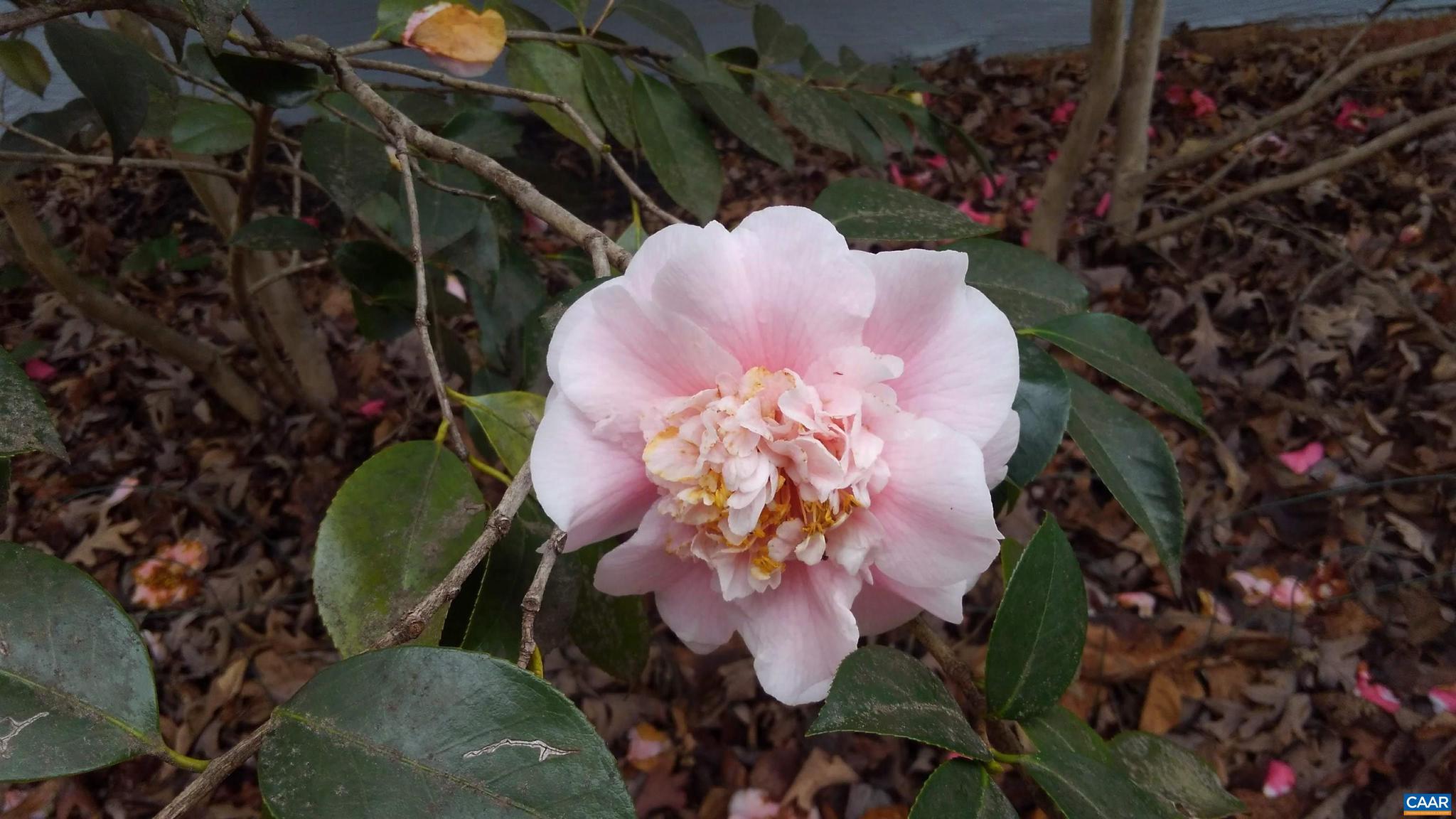 SADDLEWOOD FARMS - Residential