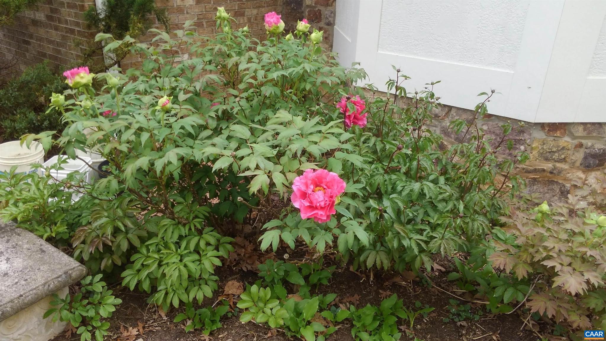 SADDLEWOOD FARMS - Residential