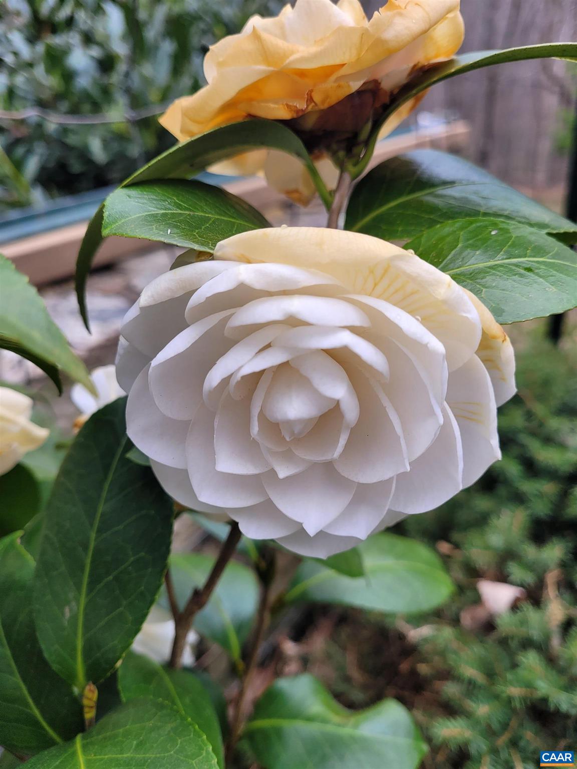 SADDLEWOOD FARMS - Residential