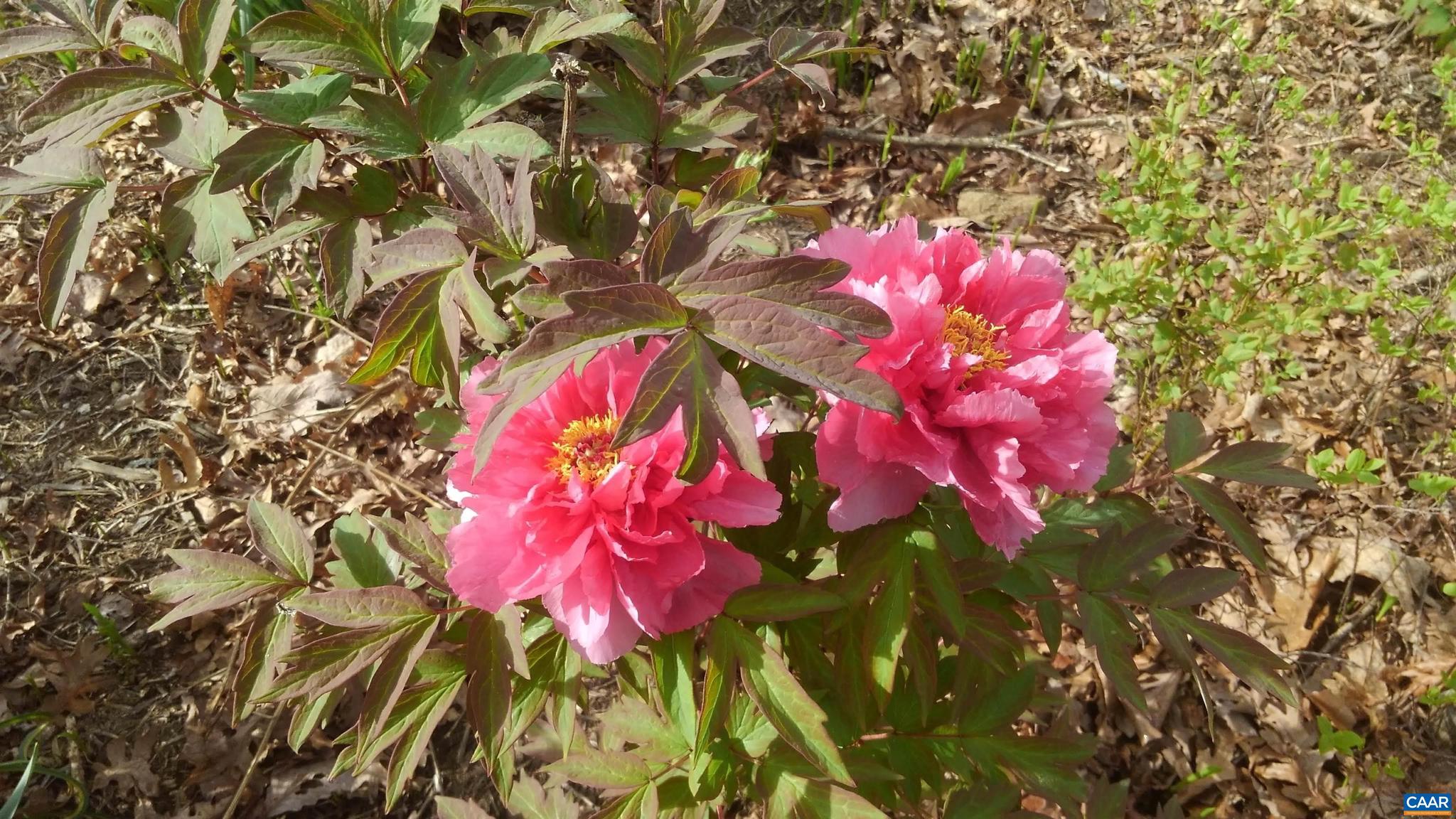 SADDLEWOOD FARMS - Residential