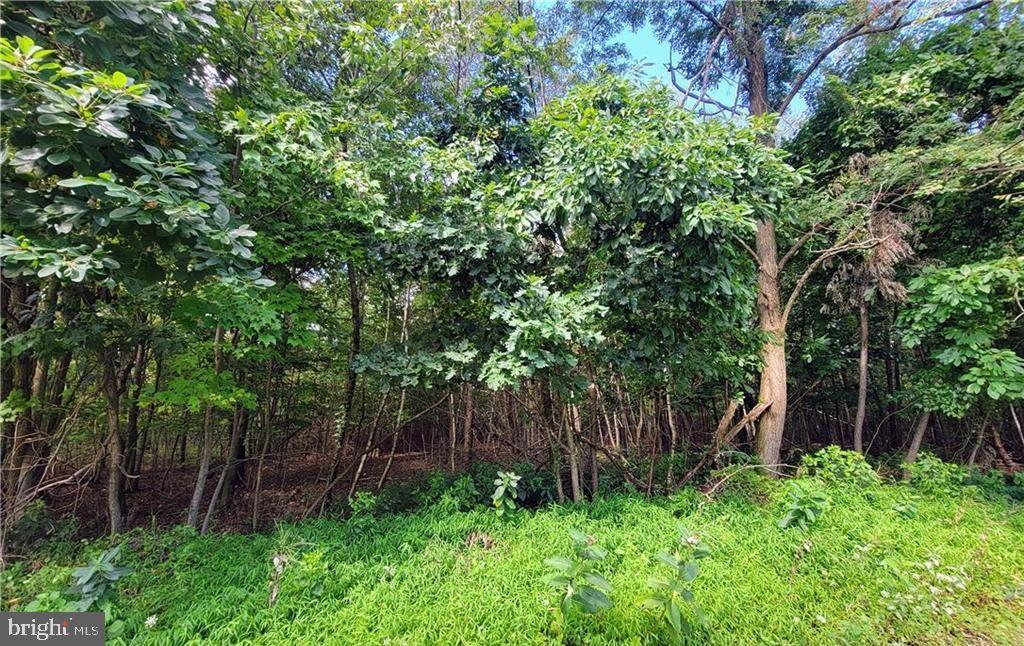 WHITETAIL CROSSING ROAD
