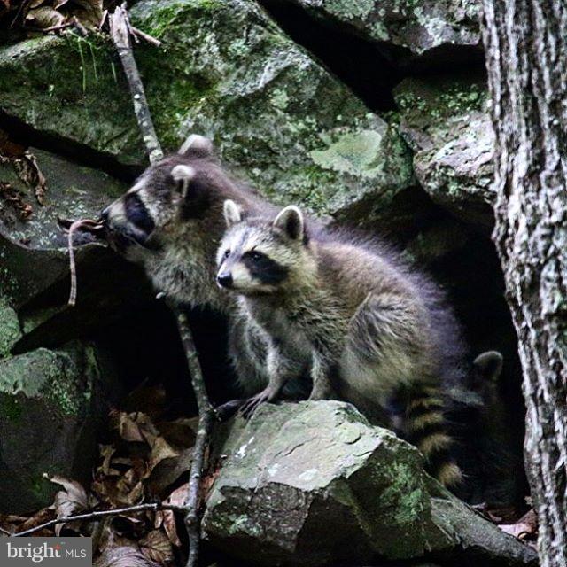 NONE AVAILABLE - Land