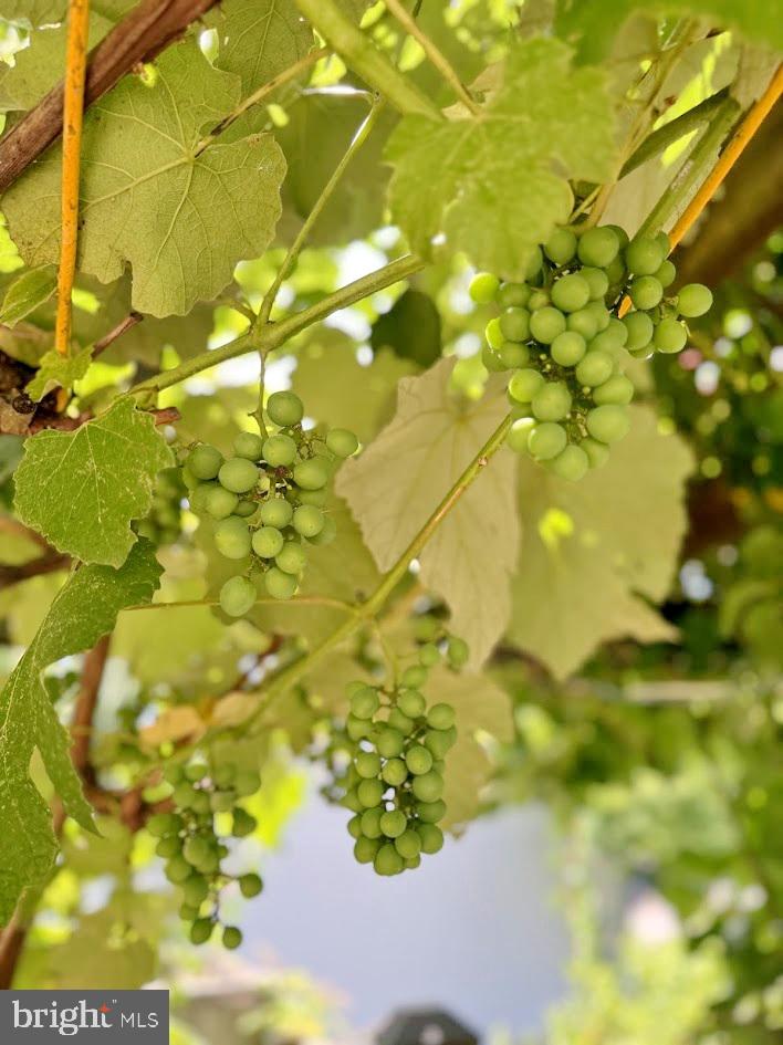 EUTAW FOREST - Residential