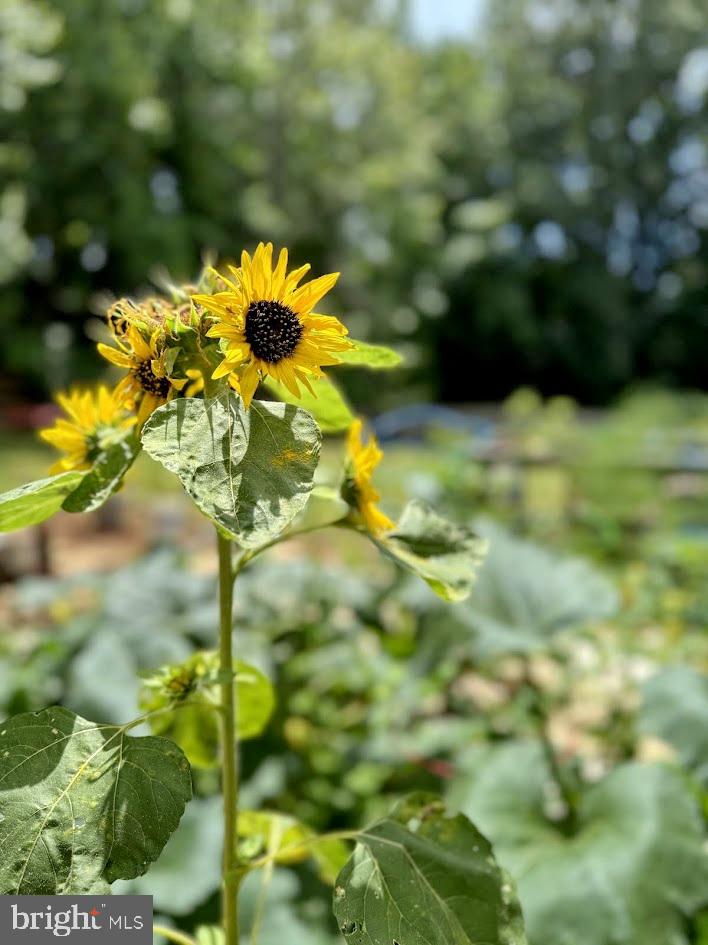 EUTAW FOREST - Residential