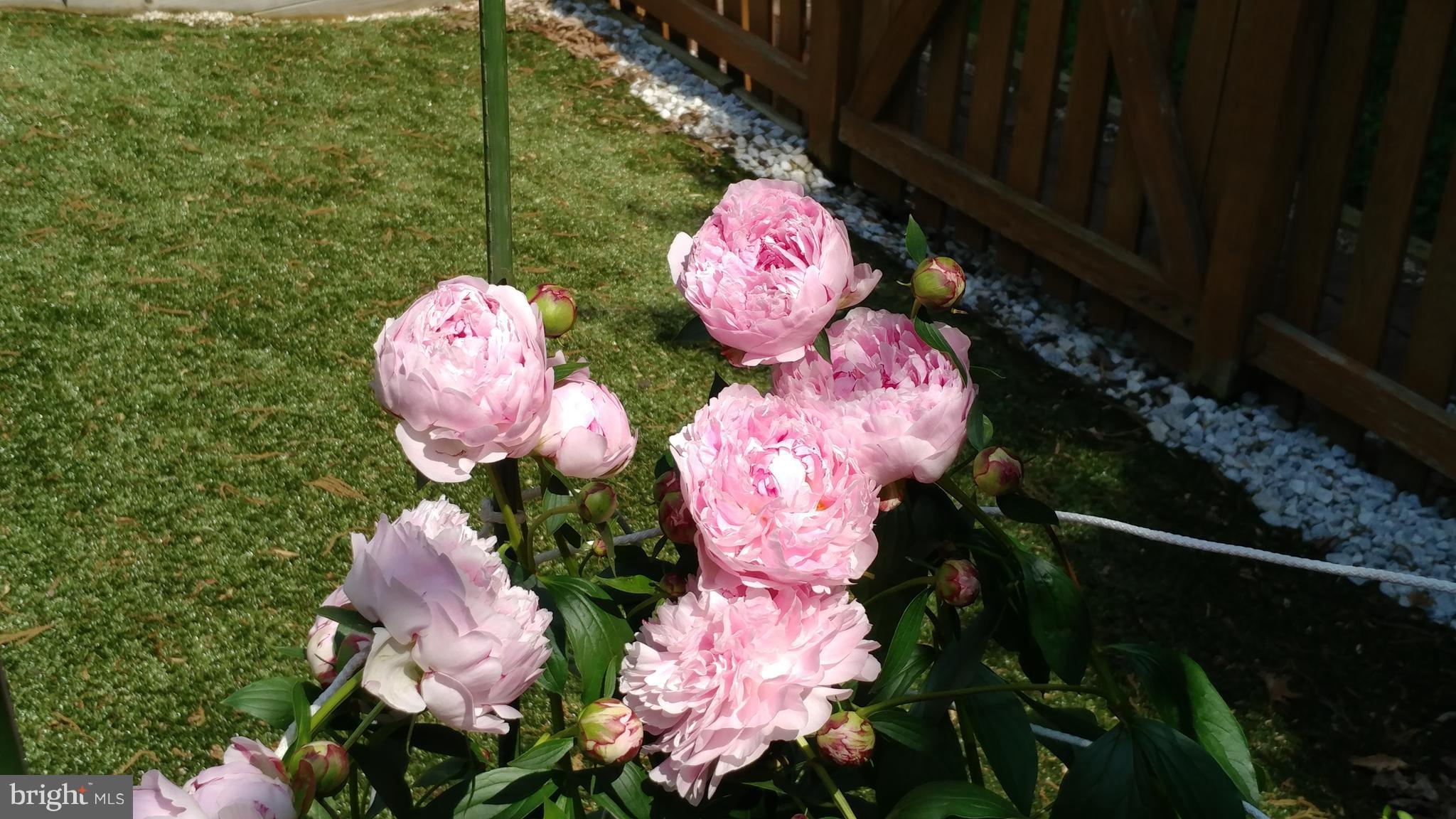 GREENSPRING EAST - Residential